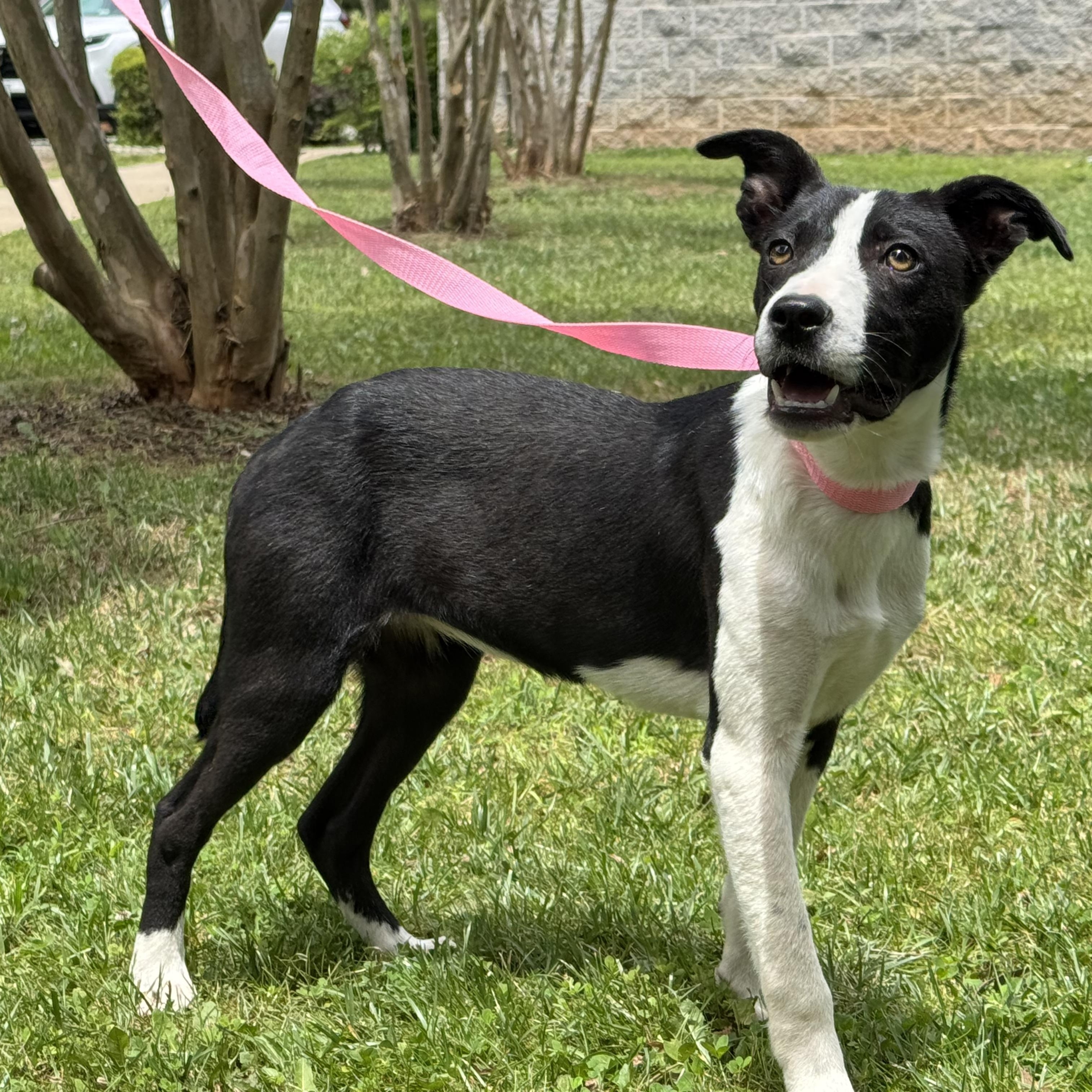 Enlarge Loosey Goosey, a ADOPTABLE mixed breed in Richmond, VA image 2/6
