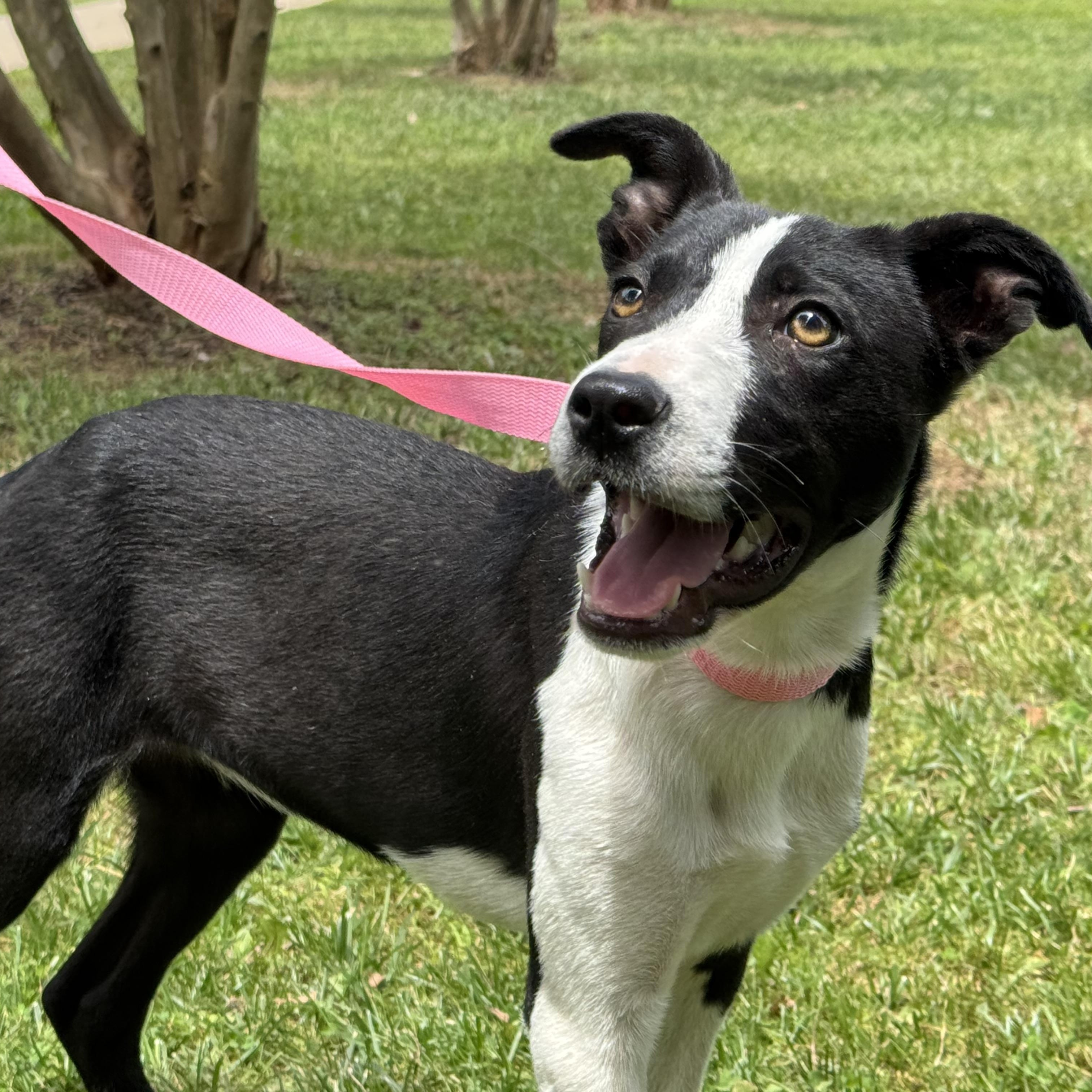 Enlarge Loosey Goosey, a ADOPTABLE mixed breed in Richmond, VA image 3/6