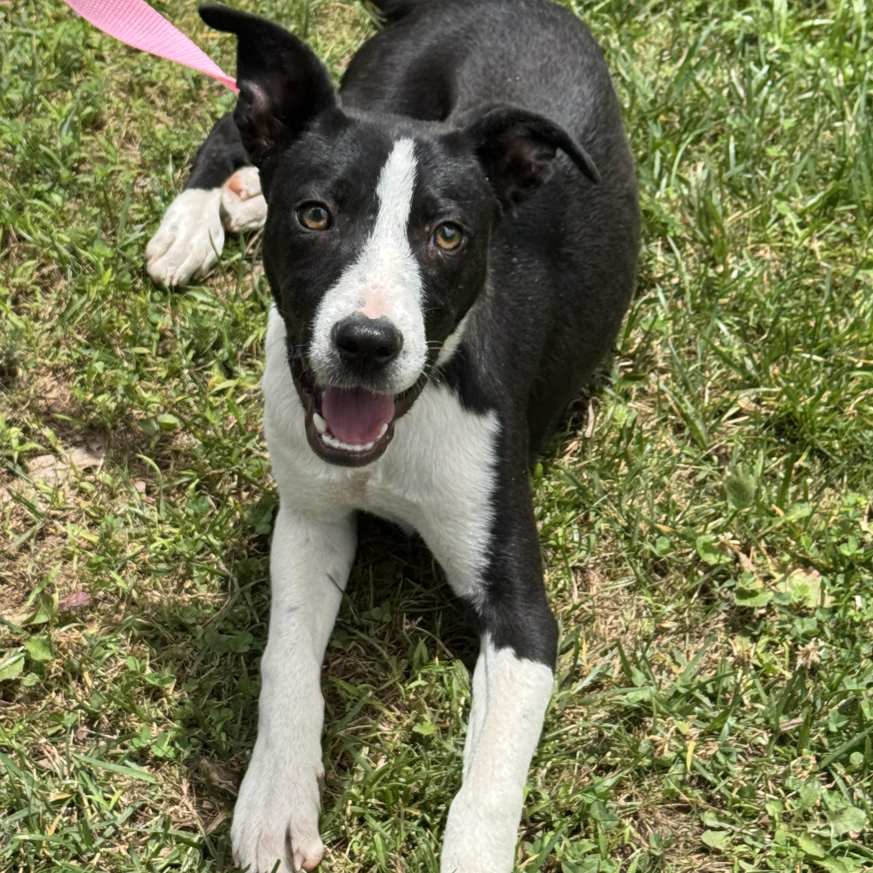 Enlarge Loosey Goosey, a ADOPTABLE mixed breed in Richmond, VA image 1/6