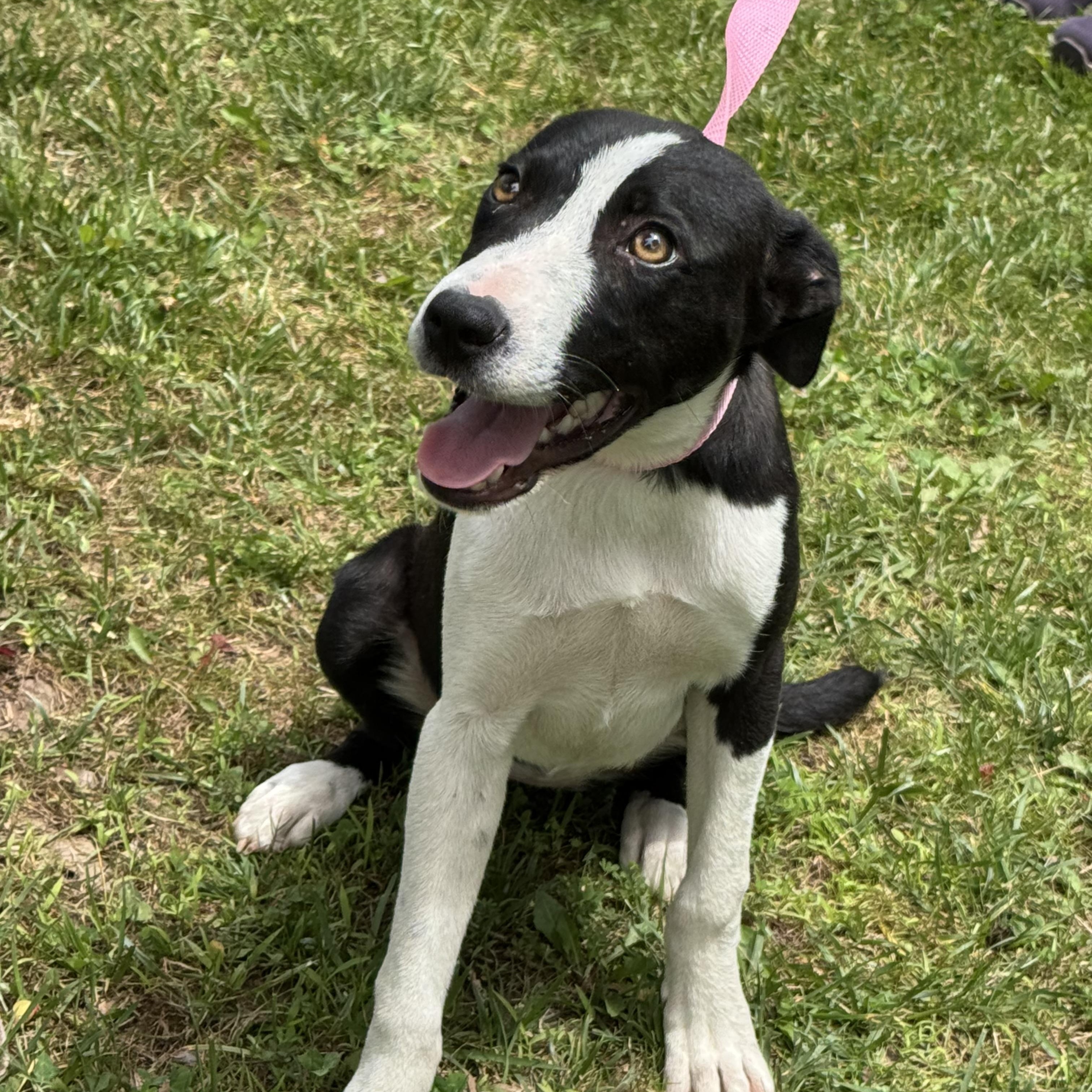Enlarge Loosey Goosey, a ADOPTABLE mixed breed in Richmond, VA image 6/6