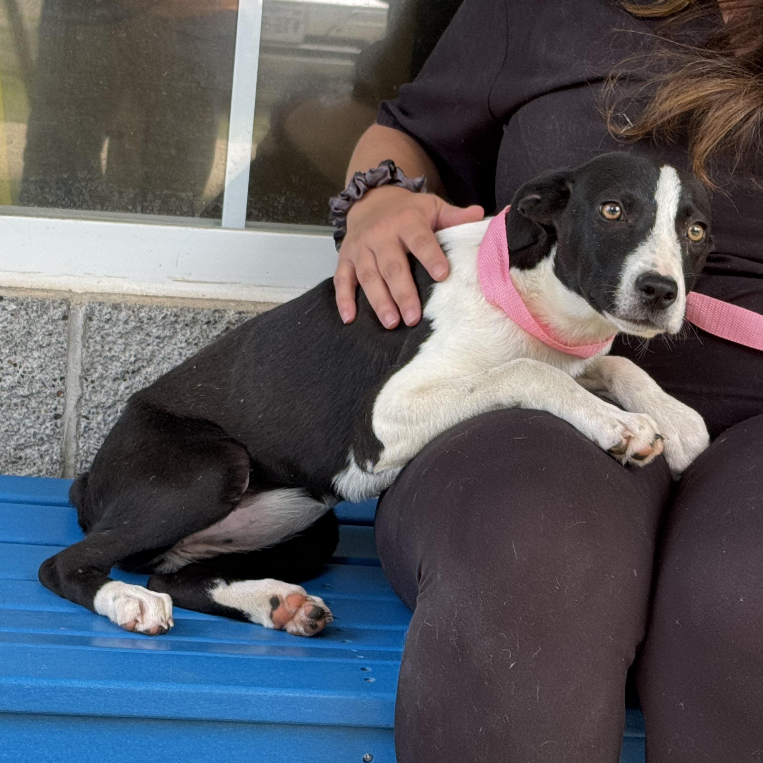 Enlarge Loosey Goosey, a ADOPTABLE mixed breed in Richmond, VA image 4/6