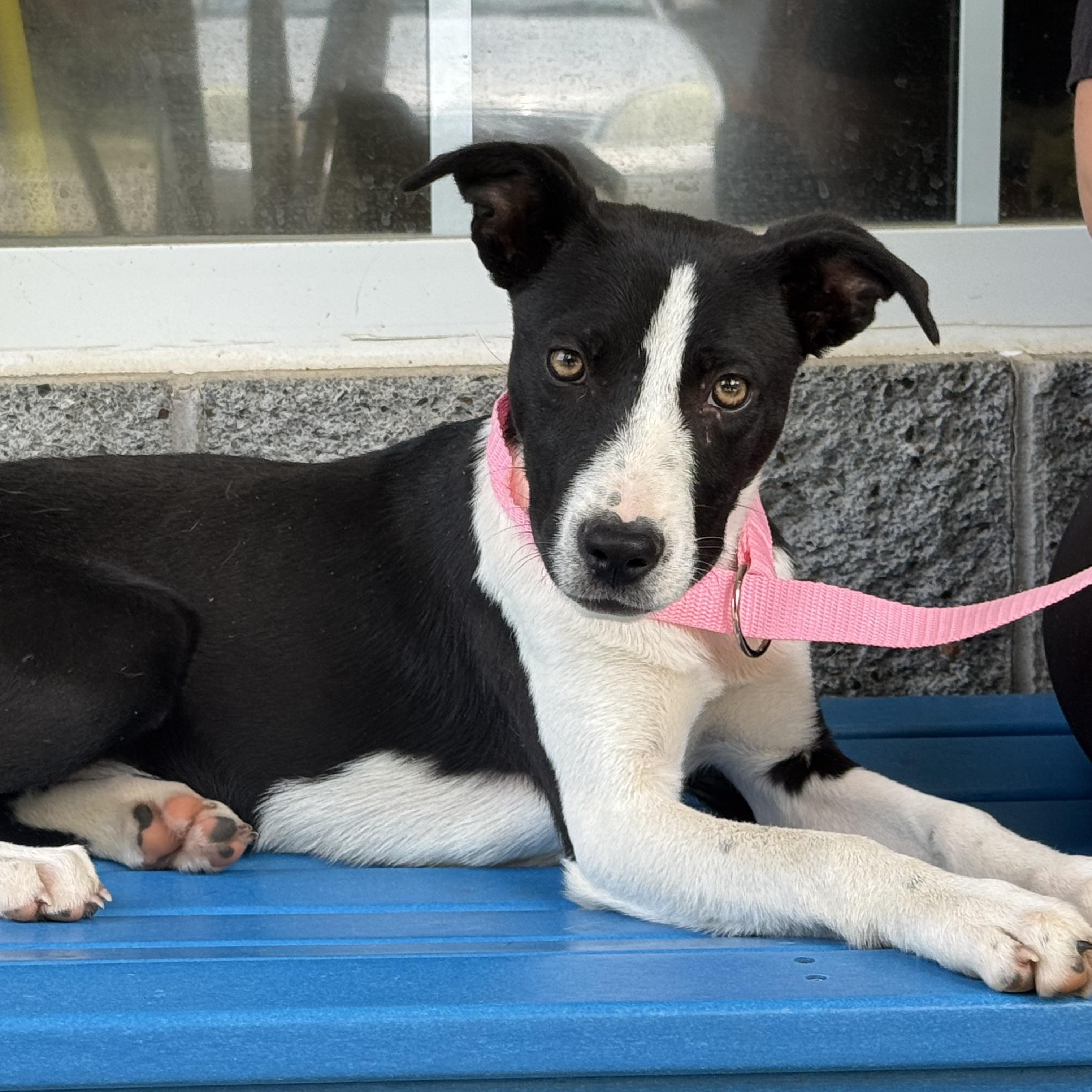 Enlarge Loosey Goosey, a ADOPTABLE mixed breed in Richmond, VA image 5/6