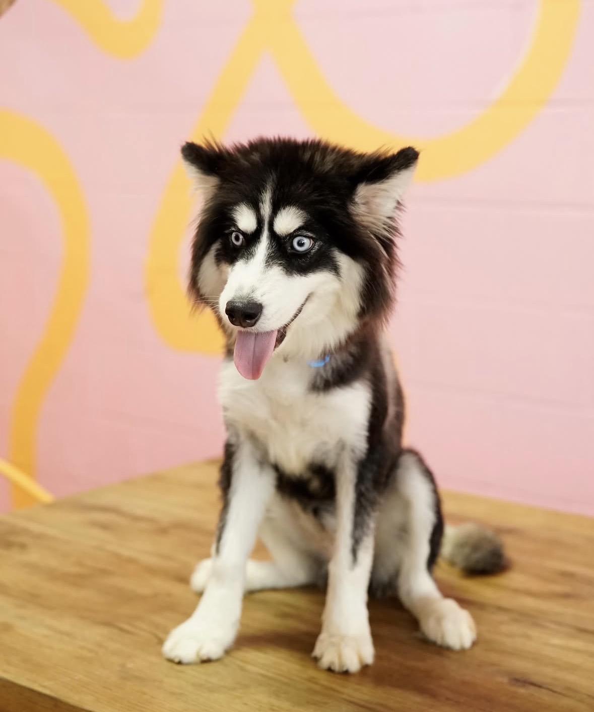 Enlarge Everest, a ADOPTABLE mixed breed in Pasadena, CA image 3/6