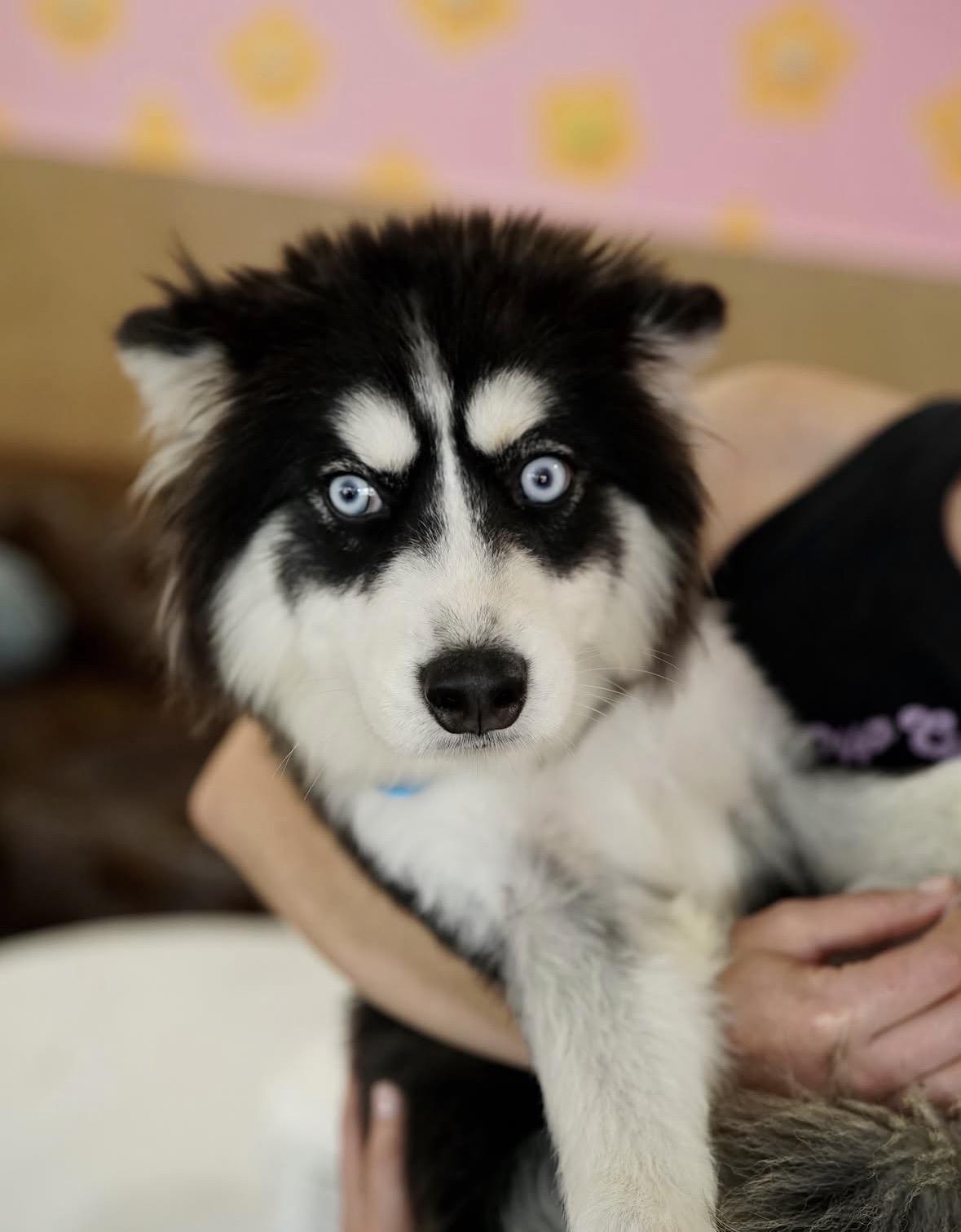 Everest, ADOPTABLE, Puppy Female Siberian Husky.