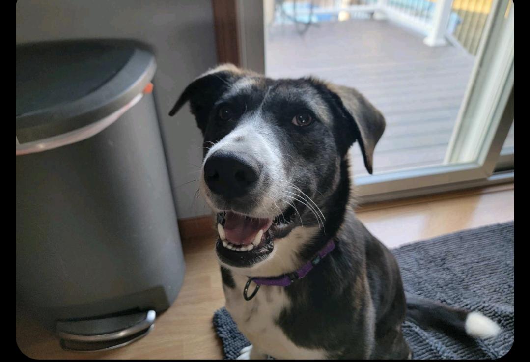 Eevee, Adopted, Young Female Shepherd.