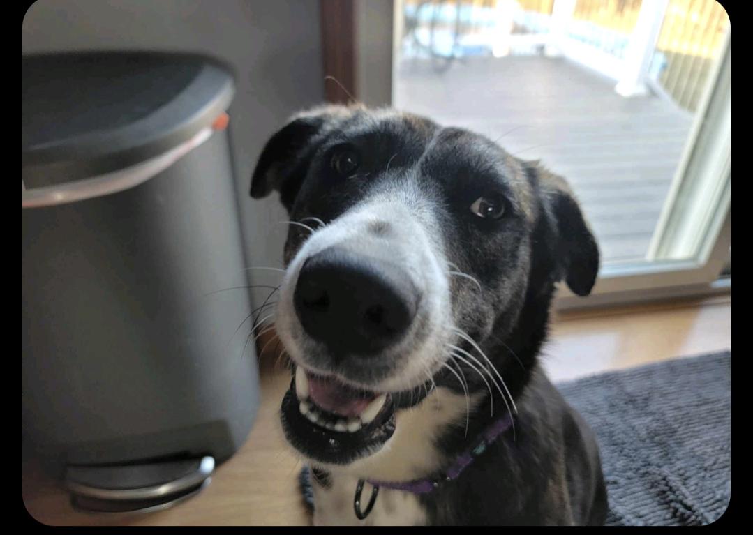 Enlarge Eevee, a Adopted mixed breed in Manteno, IL image 6/6