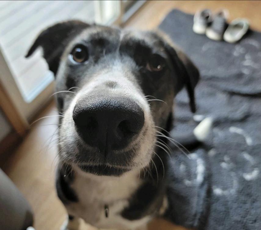 Enlarge Eevee, a Adopted mixed breed in Manteno, IL image 5/6