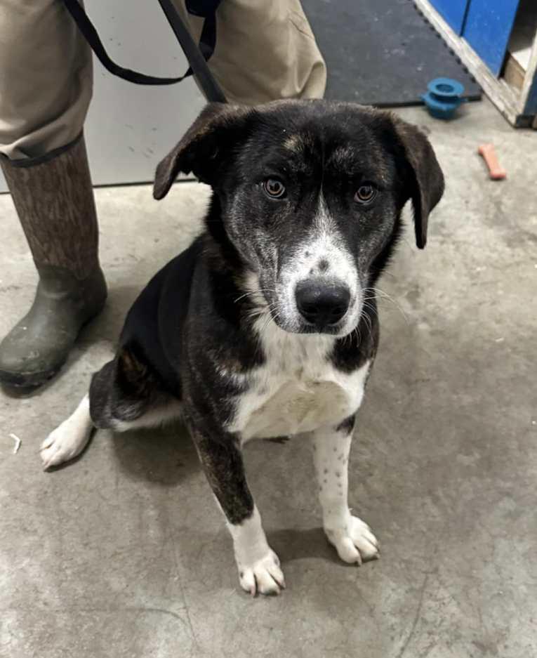 Enlarge Eevee, a Adopted mixed breed in Manteno, IL image 2/6