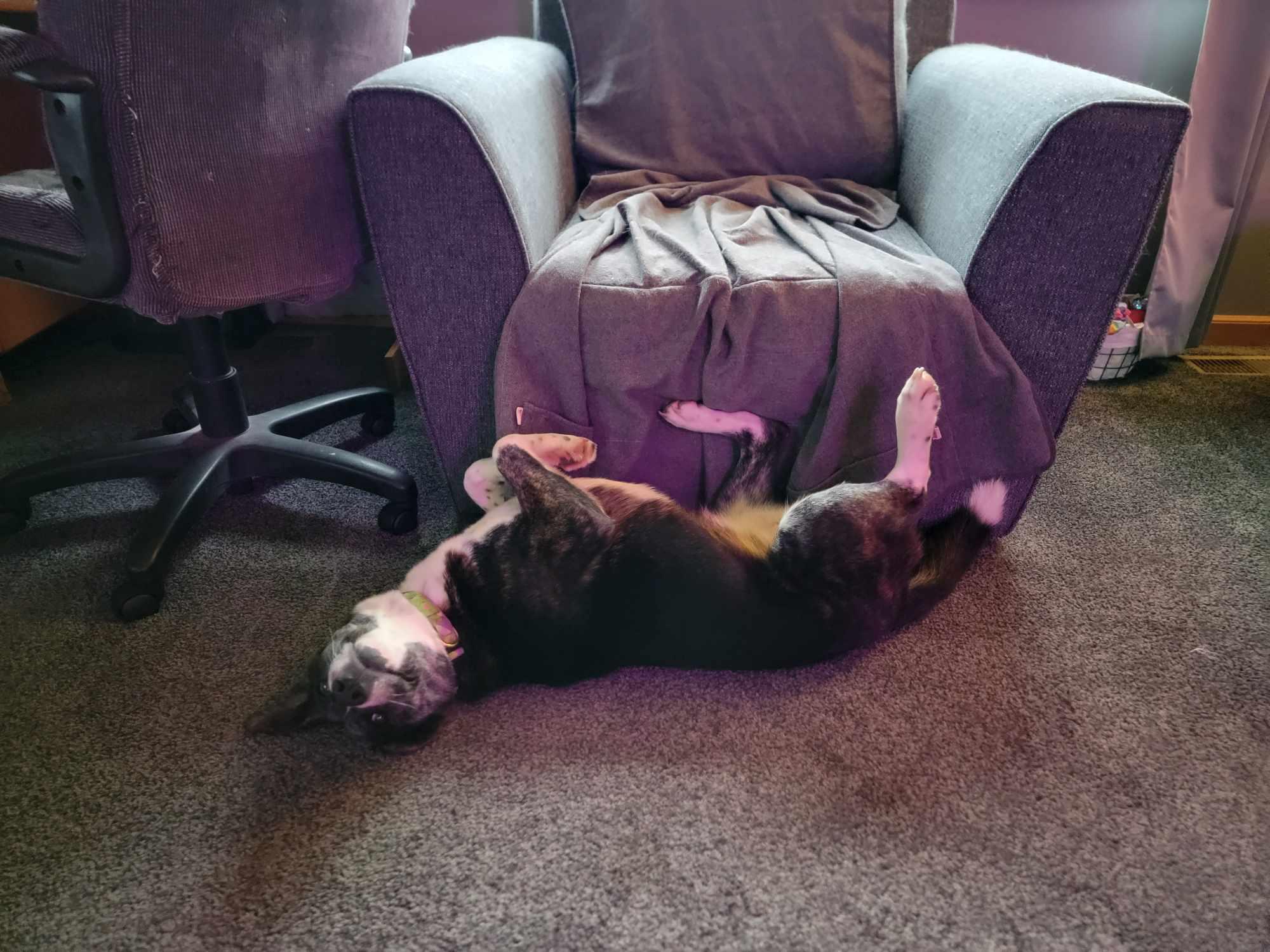 Enlarge Eevee, a Adopted mixed breed in Manteno, IL image 3/6