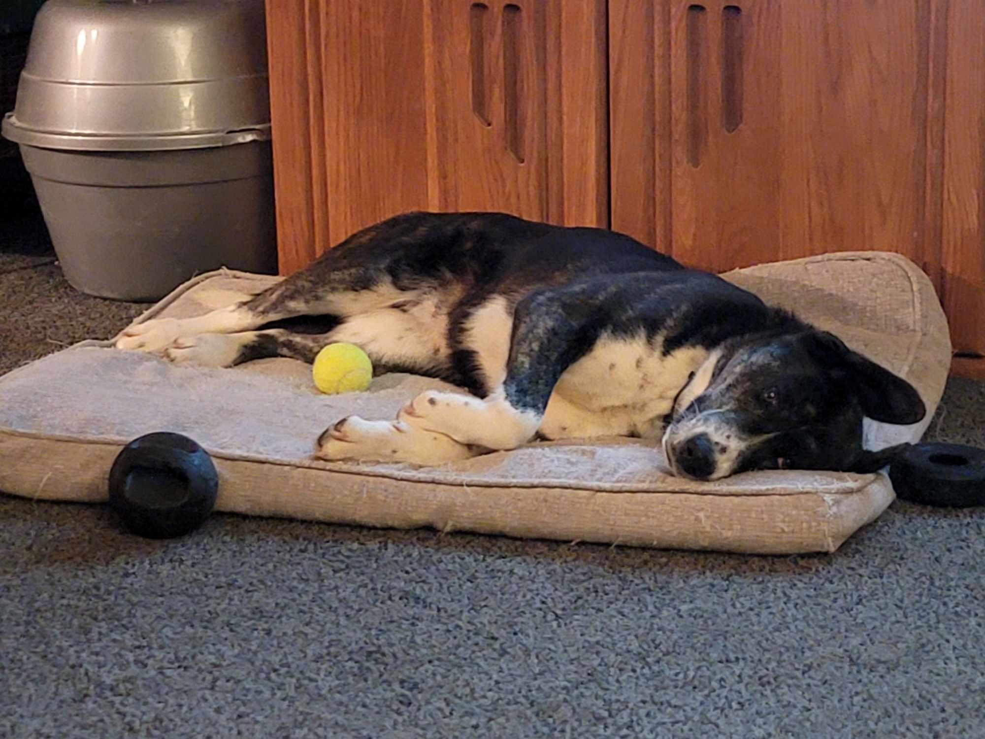 Enlarge Eevee, a Adopted mixed breed in Manteno, IL image 4/6