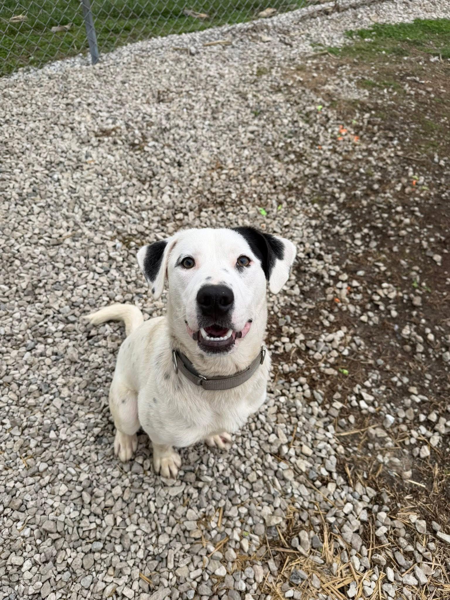 Enlarge DEMPSEY, a ADOPTABLE mixed breed in Winamac, IN image 1/1