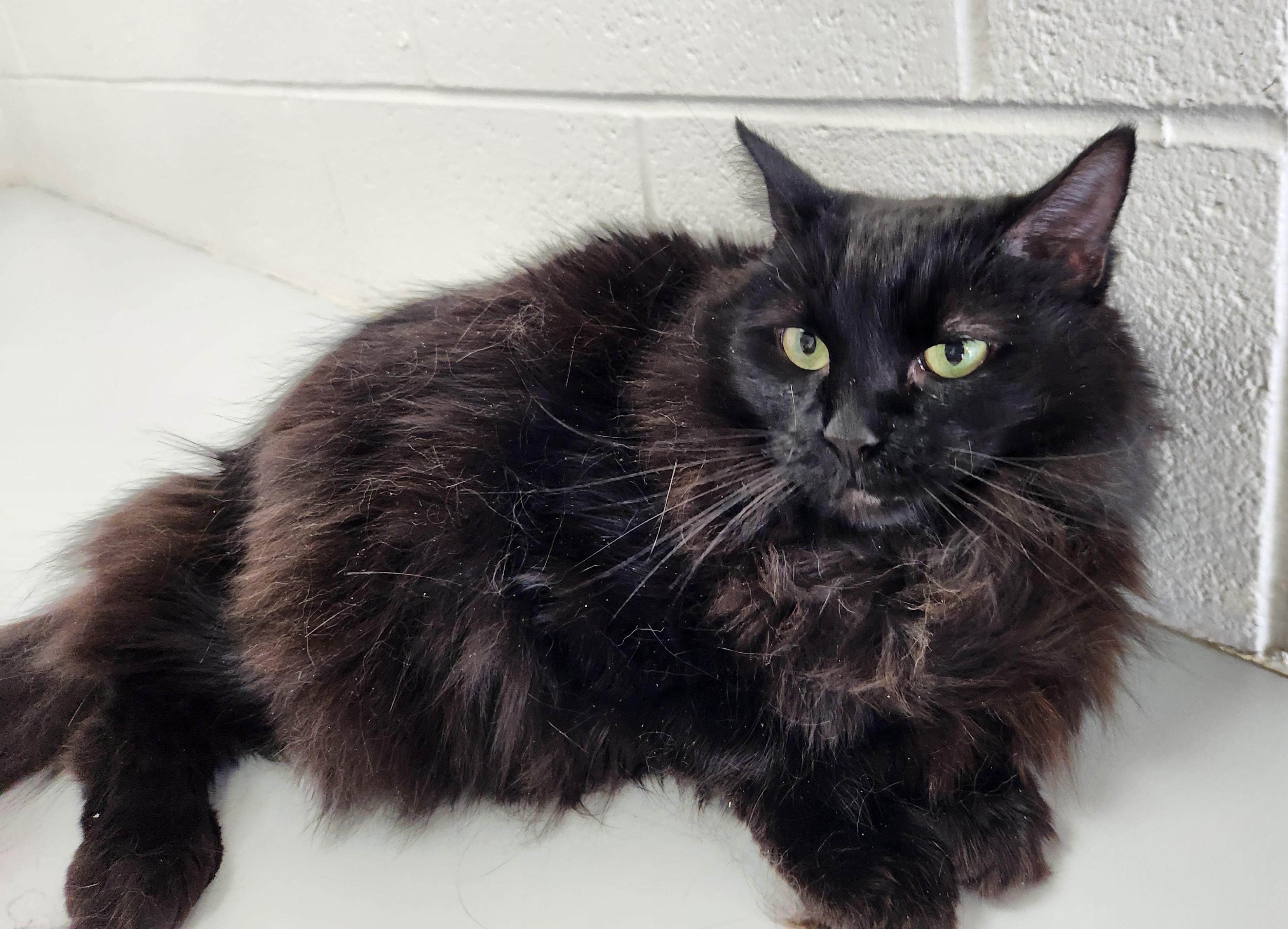 Butters (aka Buttercup), an adoptable Domestic Long Hair in Oklahoma City, OK, 73139 | Photo Image 2