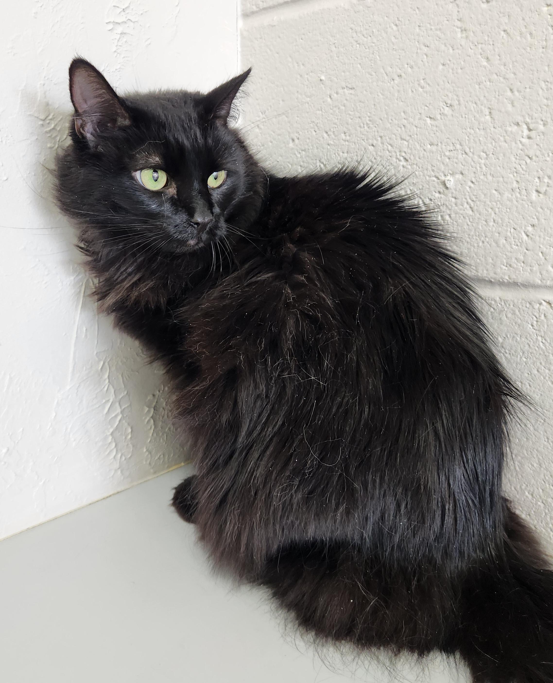 Butters (aka Buttercup), Adoptable, Senior Female Domestic Long Hair.