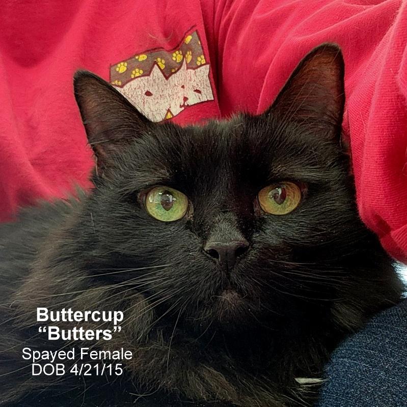 Butters (aka Buttercup), an adoptable Domestic Long Hair in Oklahoma City, OK, 73139 | Photo Image 3
