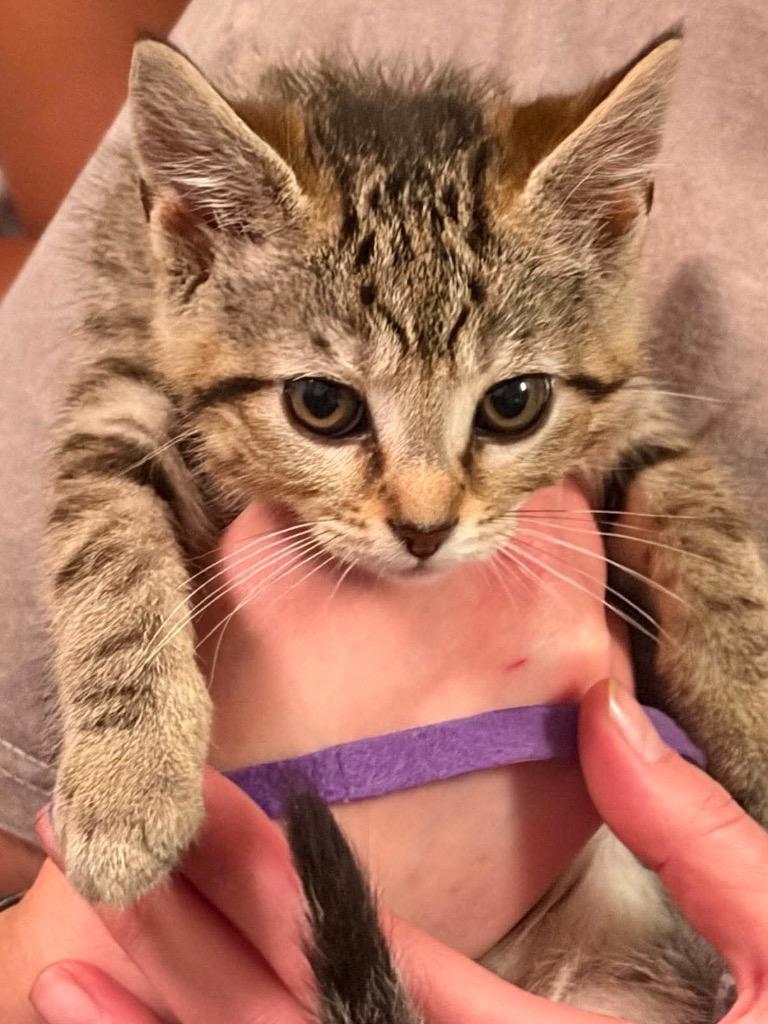 Nova- Purple, Adoptable, Kitten Female Abyssinian.