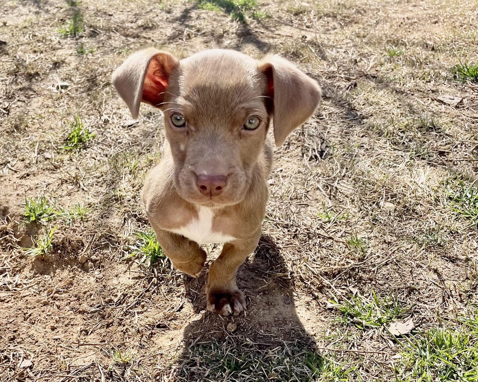 Celery, Adopted, Puppy Male Dachshund.