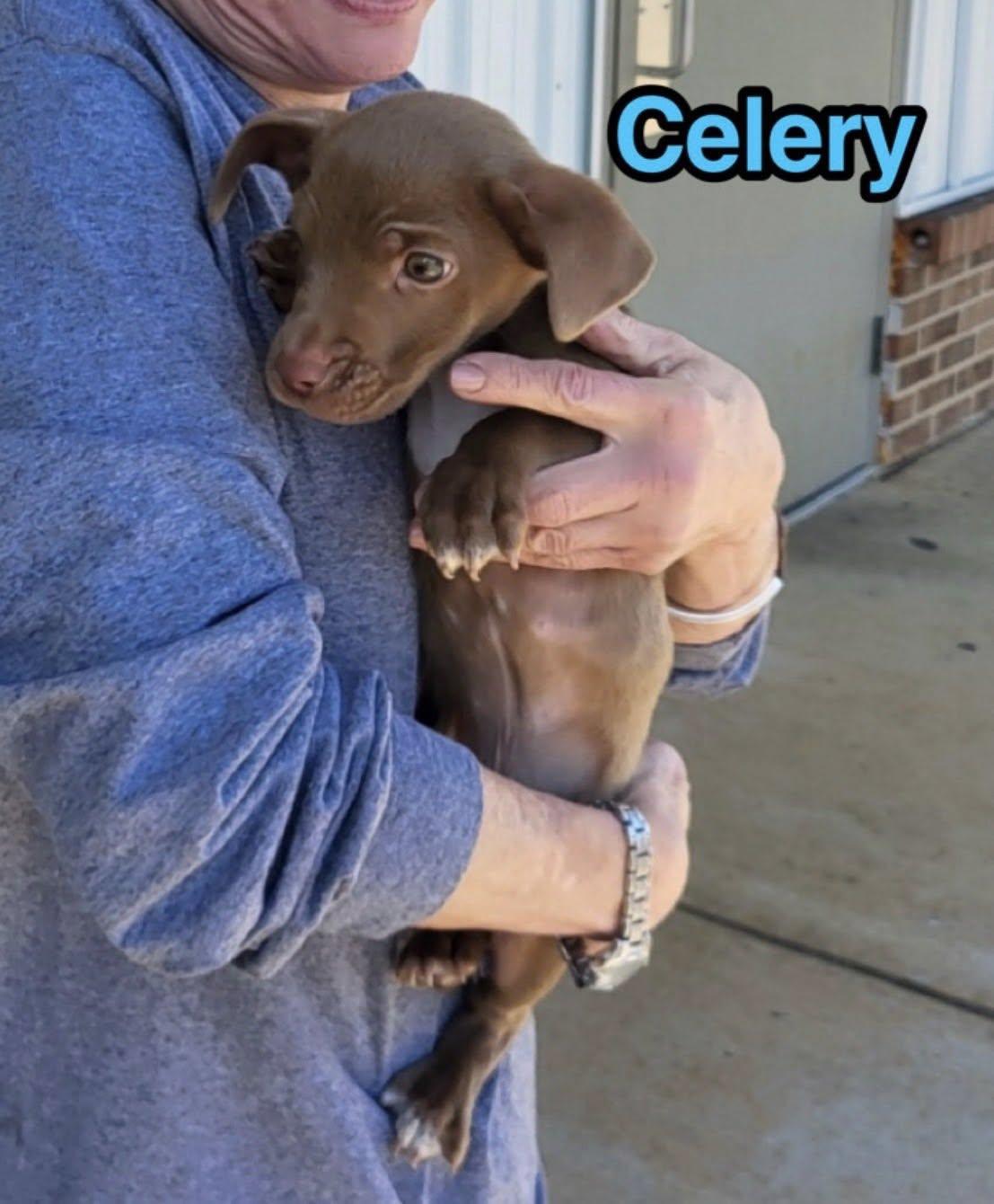 Enlarge Celery, a Adopted Dachshund in Alpharetta, GA image 2/3