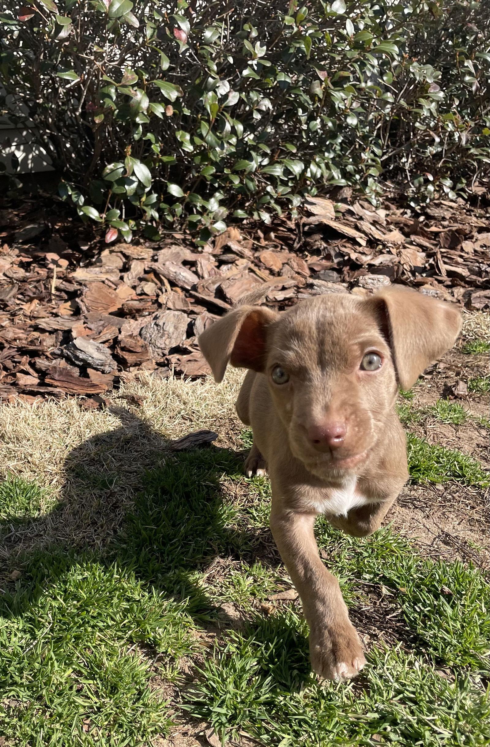 Enlarge Celery, a Adopted Dachshund in Alpharetta, GA image 3/3