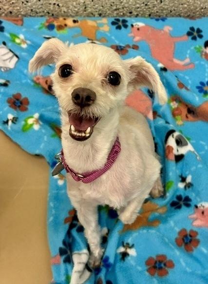 Thelma, Adoptable, Adult Female Yorkshire Terrier.