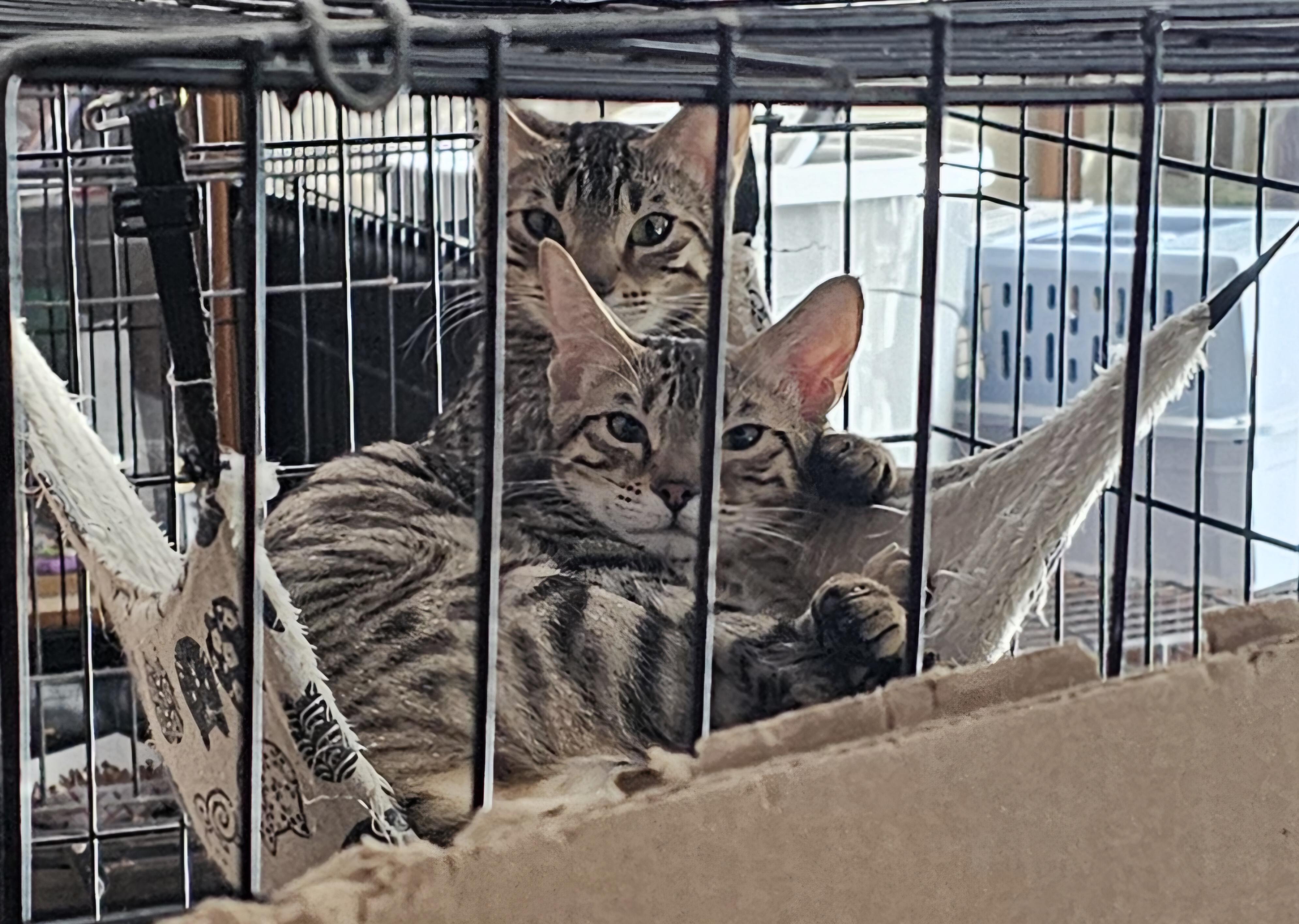 Alexandria bonded with Maxine, Adoptable, Young Female Bengal.
