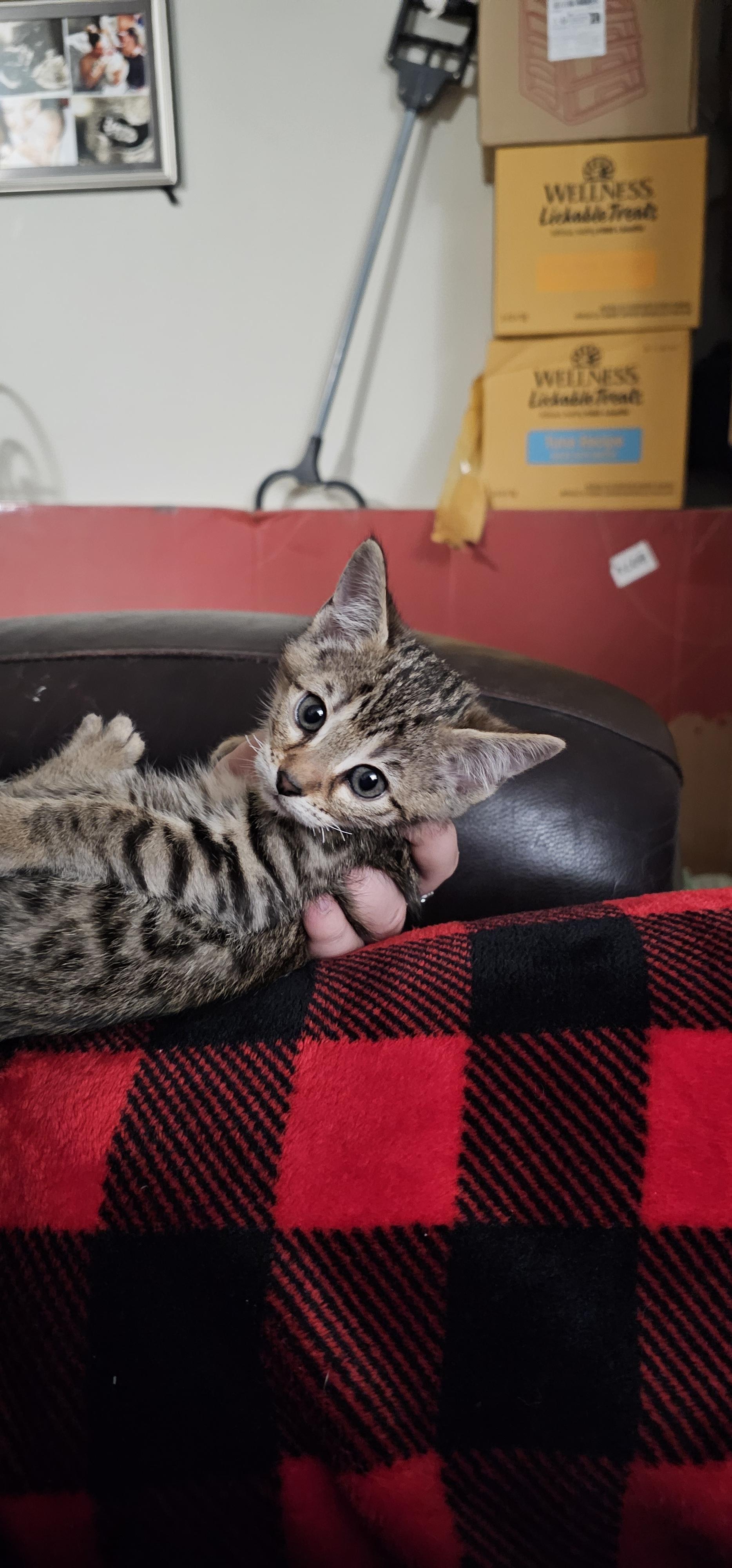 Enlarge Alexandria bonded with Maxine, a Adoptable mixed breed in Clawson, MI image 5/6
