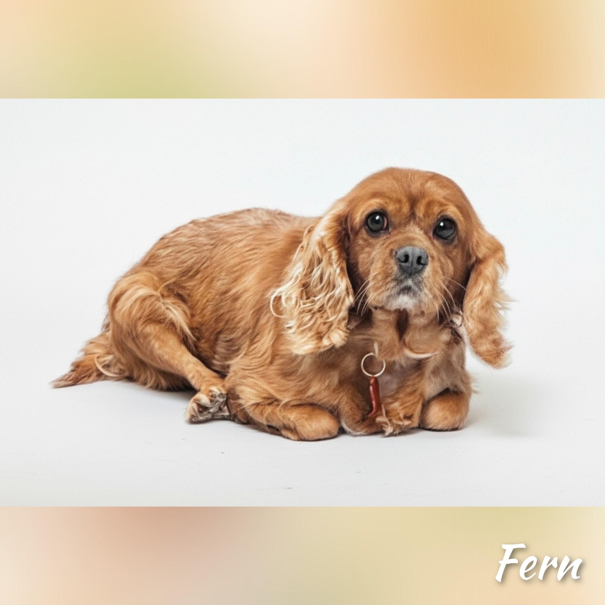 Enlarge Fern, a Adopted Cavalier King Charles Spaniel in Fredericksburg, VA image 3/6