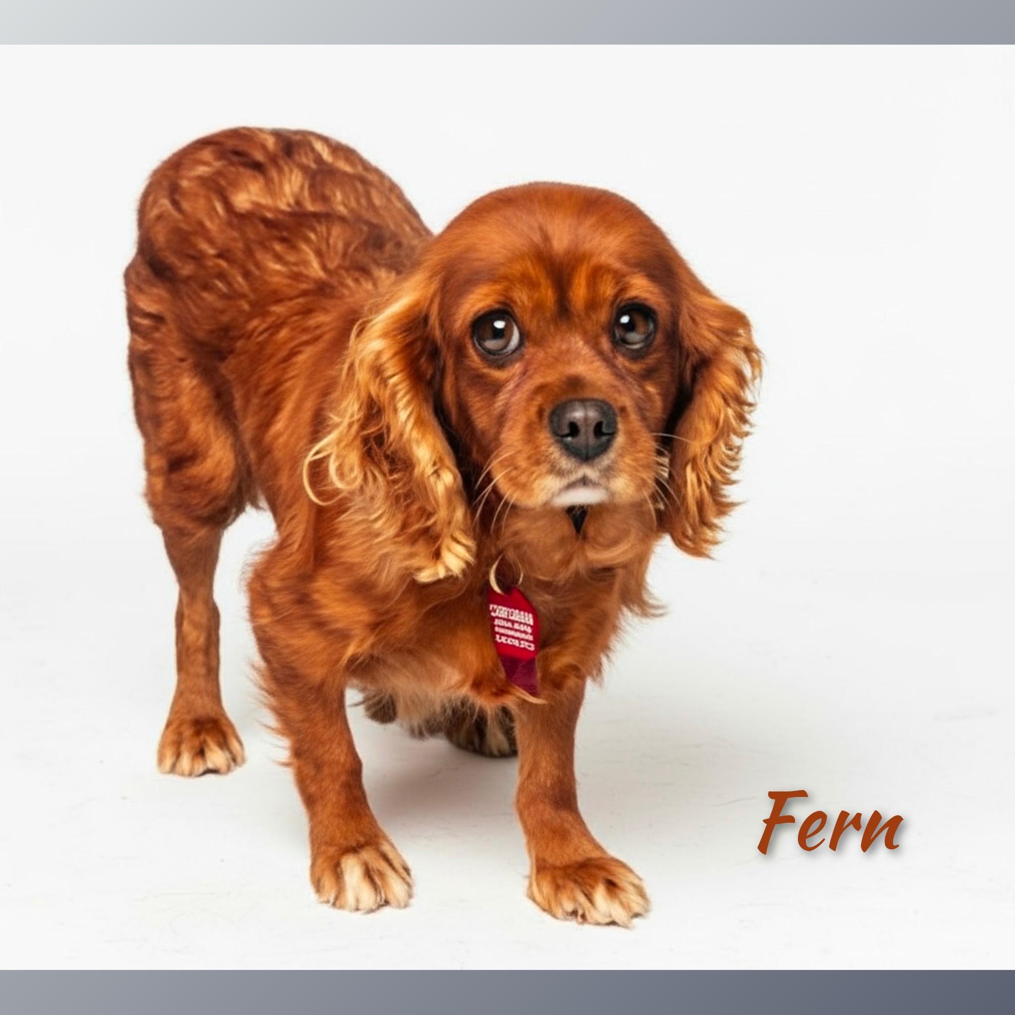 Enlarge Fern, a Adopted Cavalier King Charles Spaniel in Fredericksburg, VA image 6/6