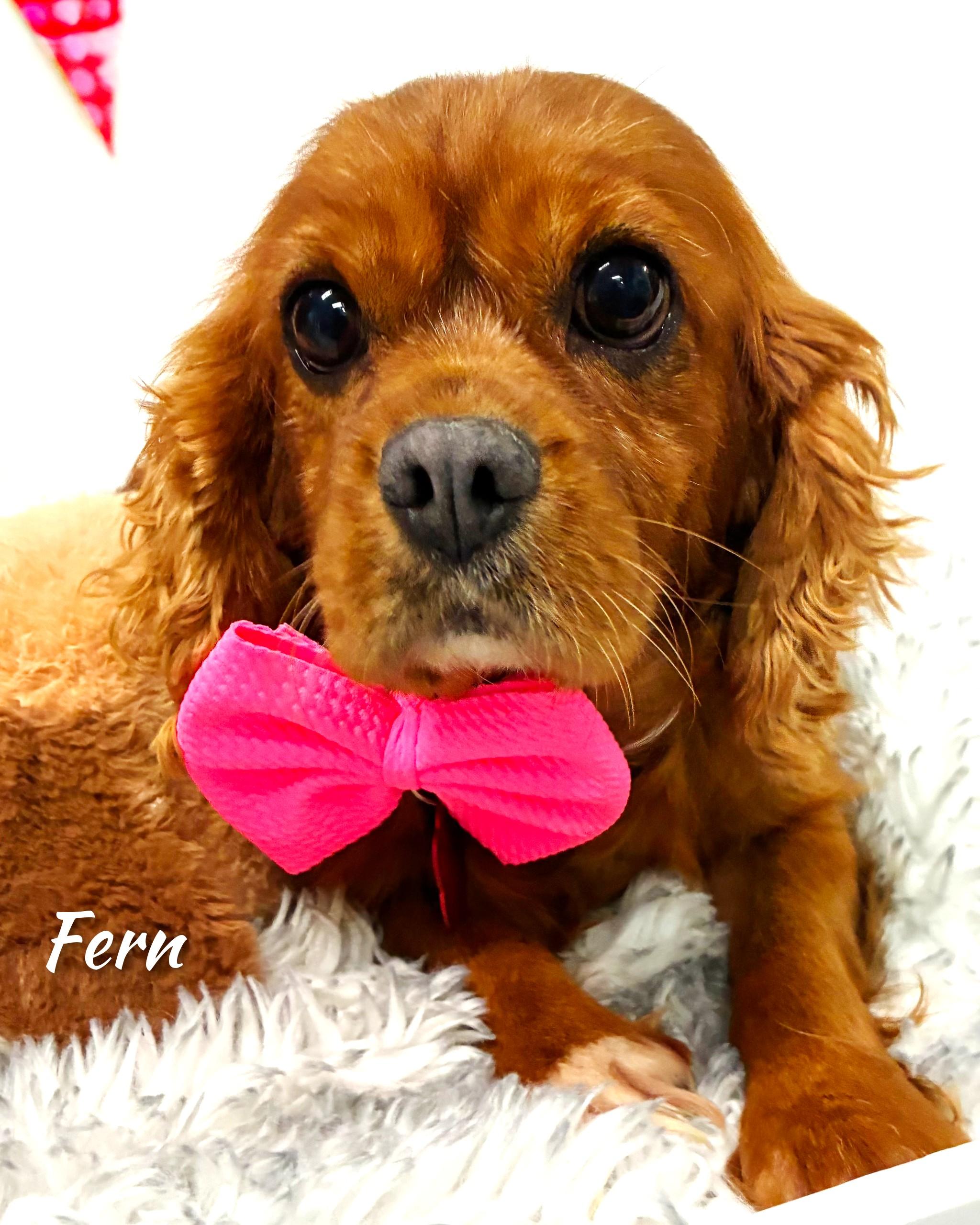 Fern, Adopted, Adult Female Cavalier King Charles Spaniel.