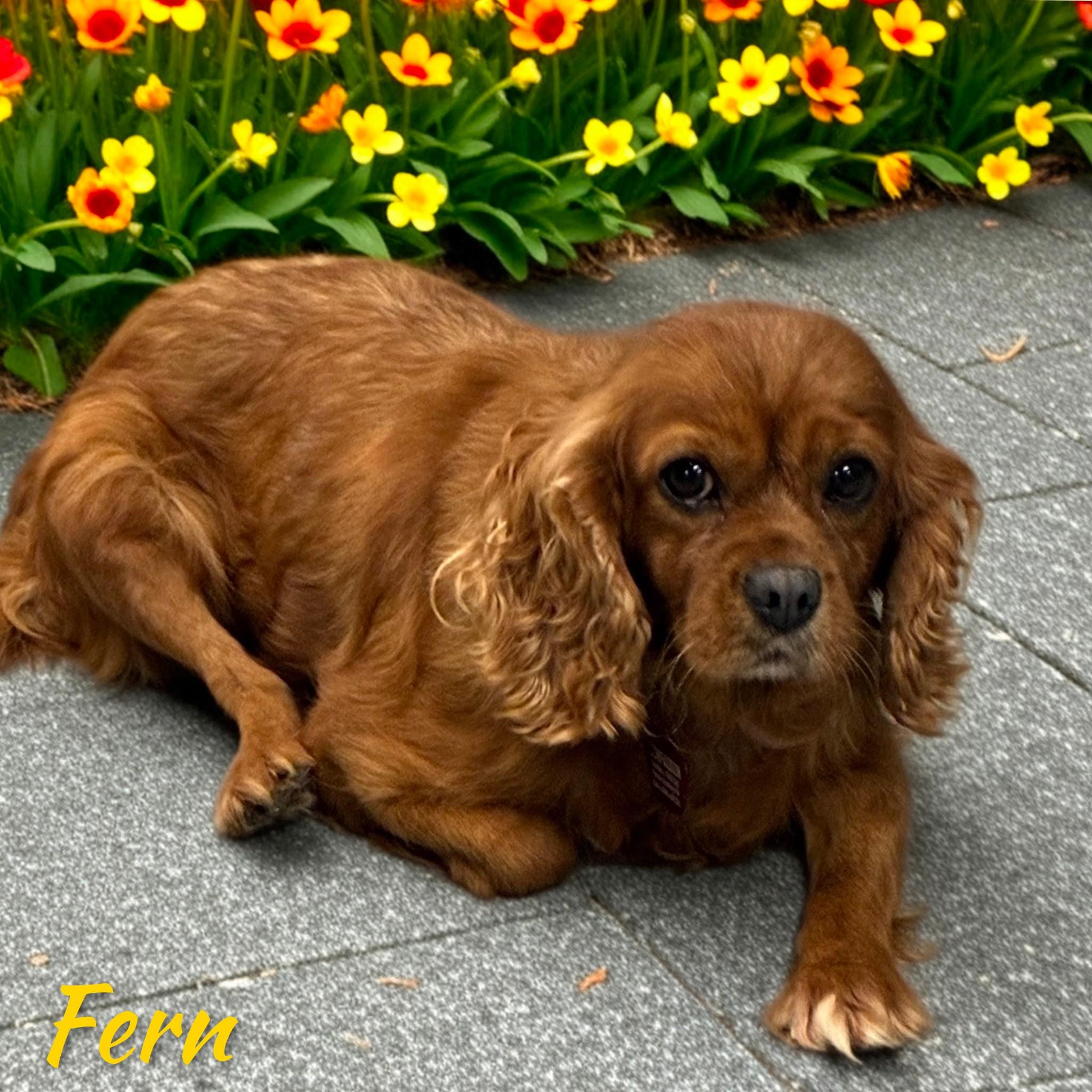 Enlarge Fern, a Adopted Cavalier King Charles Spaniel in Fredericksburg, VA image 2/6