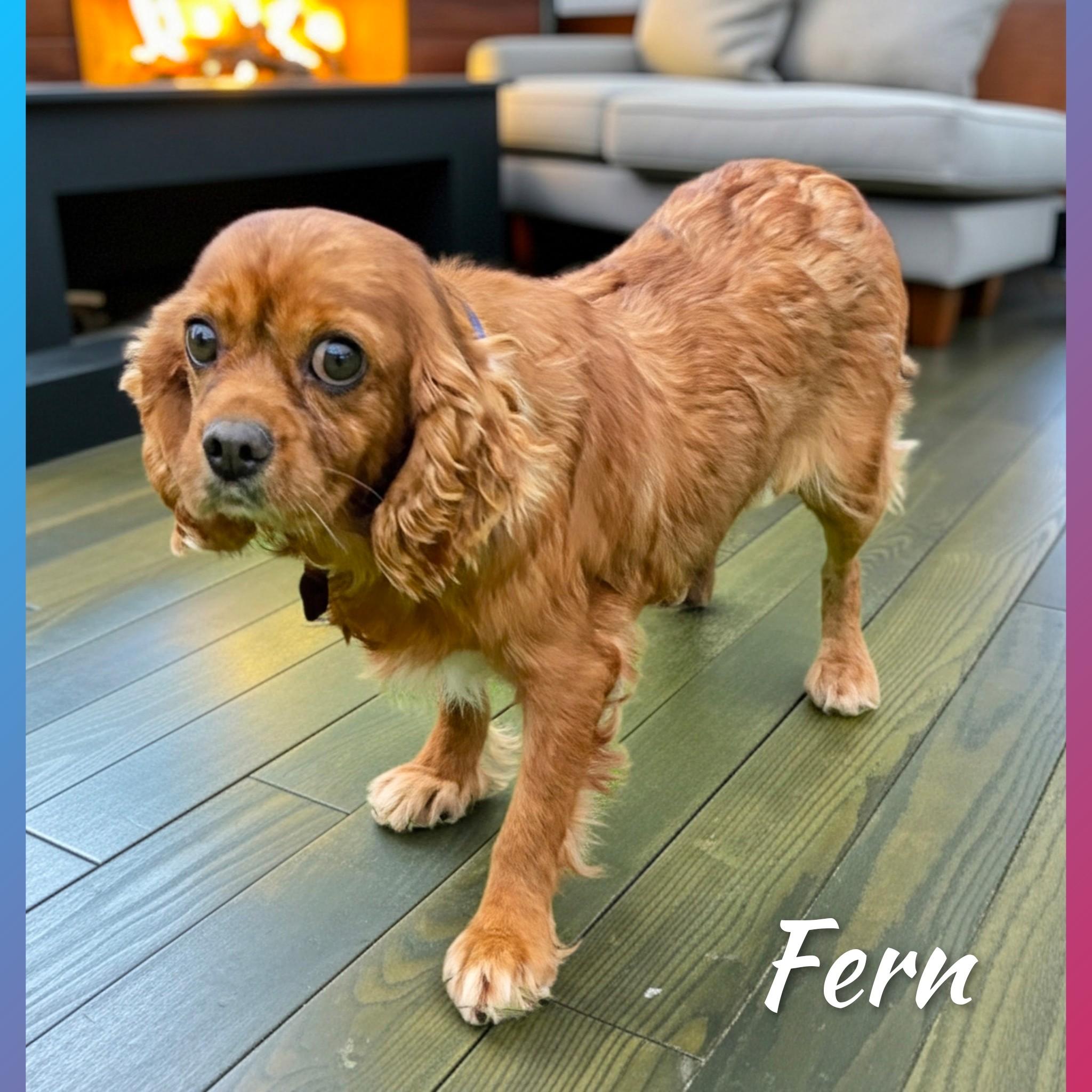 Enlarge Fern, a Adopted Cavalier King Charles Spaniel in Fredericksburg, VA image 4/6