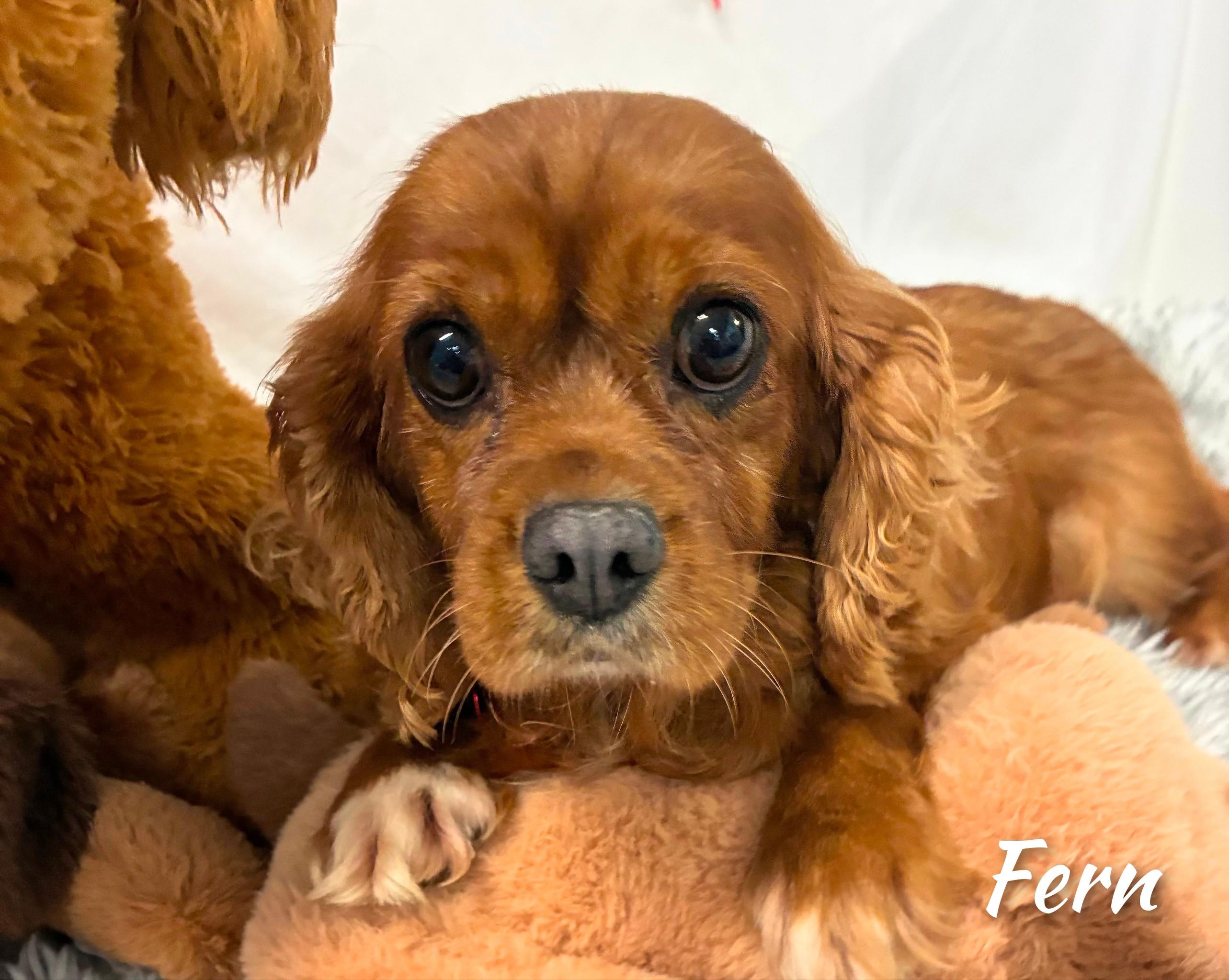 Enlarge Fern, a Adopted Cavalier King Charles Spaniel in Fredericksburg, VA image 5/6