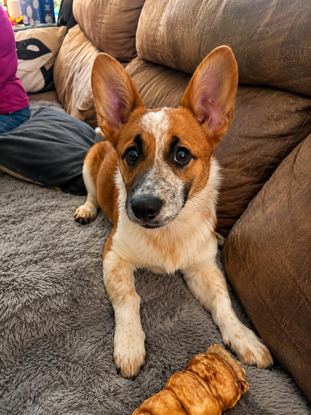 Clementine, adopted, Puppy Female Mixed Breed.