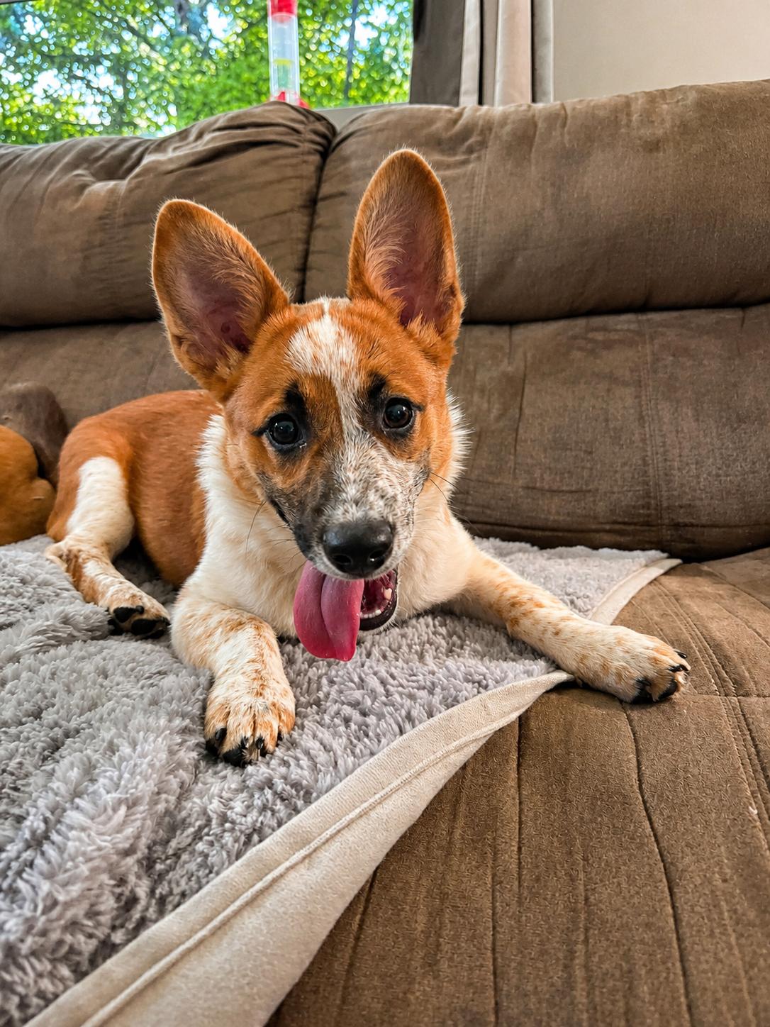 Clementine, an adopted Mixed Breed in Kenosha, WI image 3/3