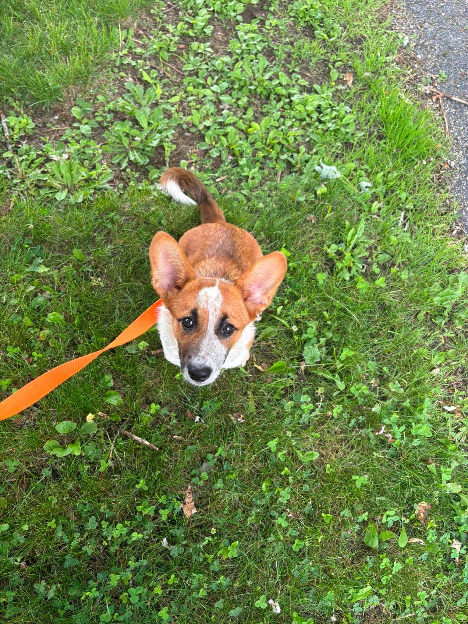 Clementine, an adopted Mixed Breed in Kenosha, WI image 2/3