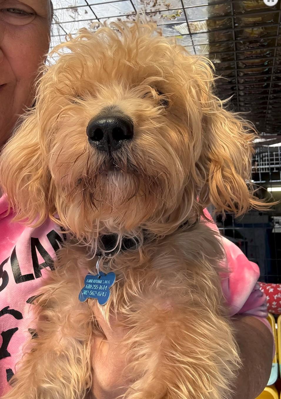 Tippet, an adopted mixed breed in Landenberg, PA image 2/2