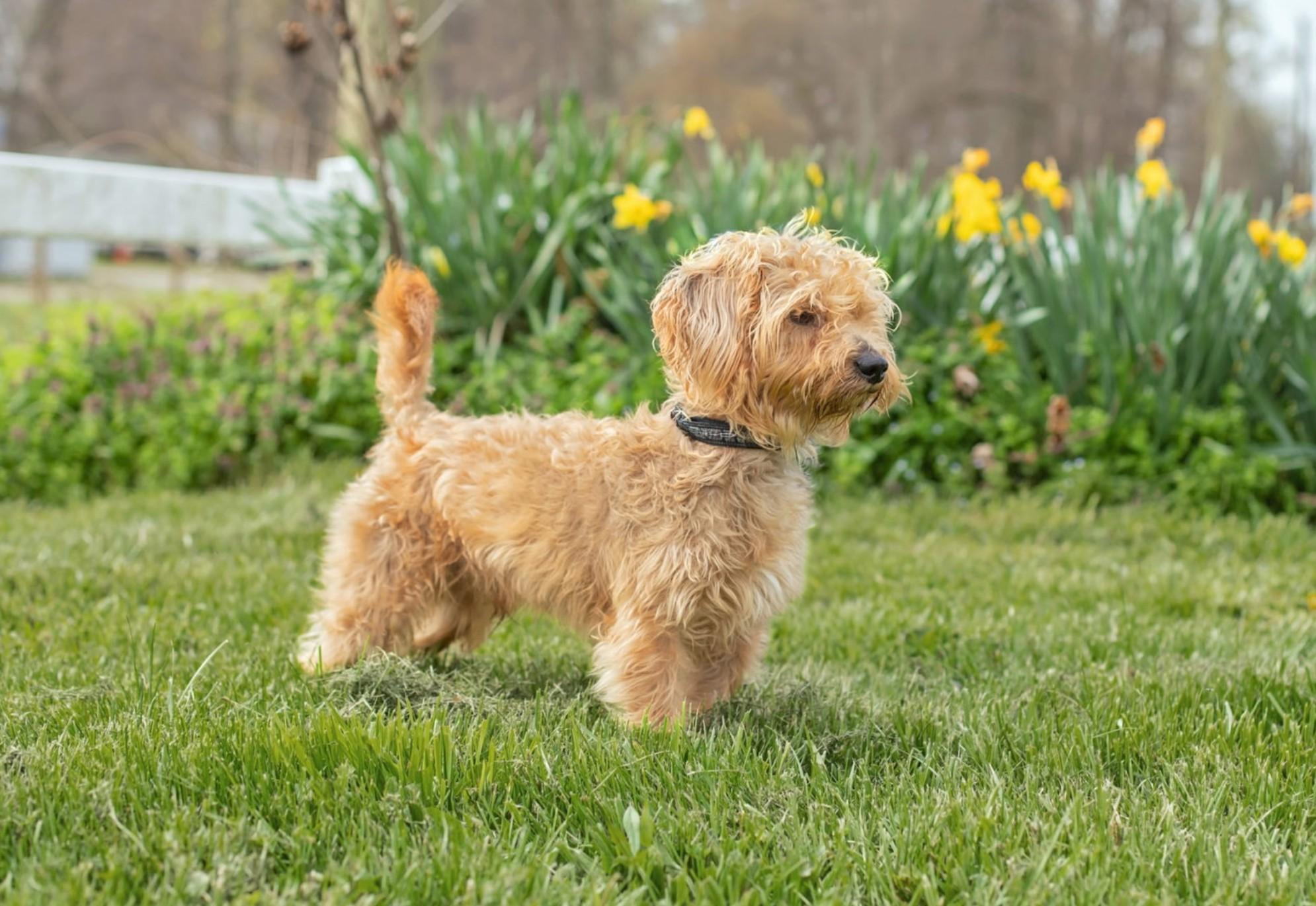 Tippet, an adopted mixed breed in Landenberg, PA image 1/2
