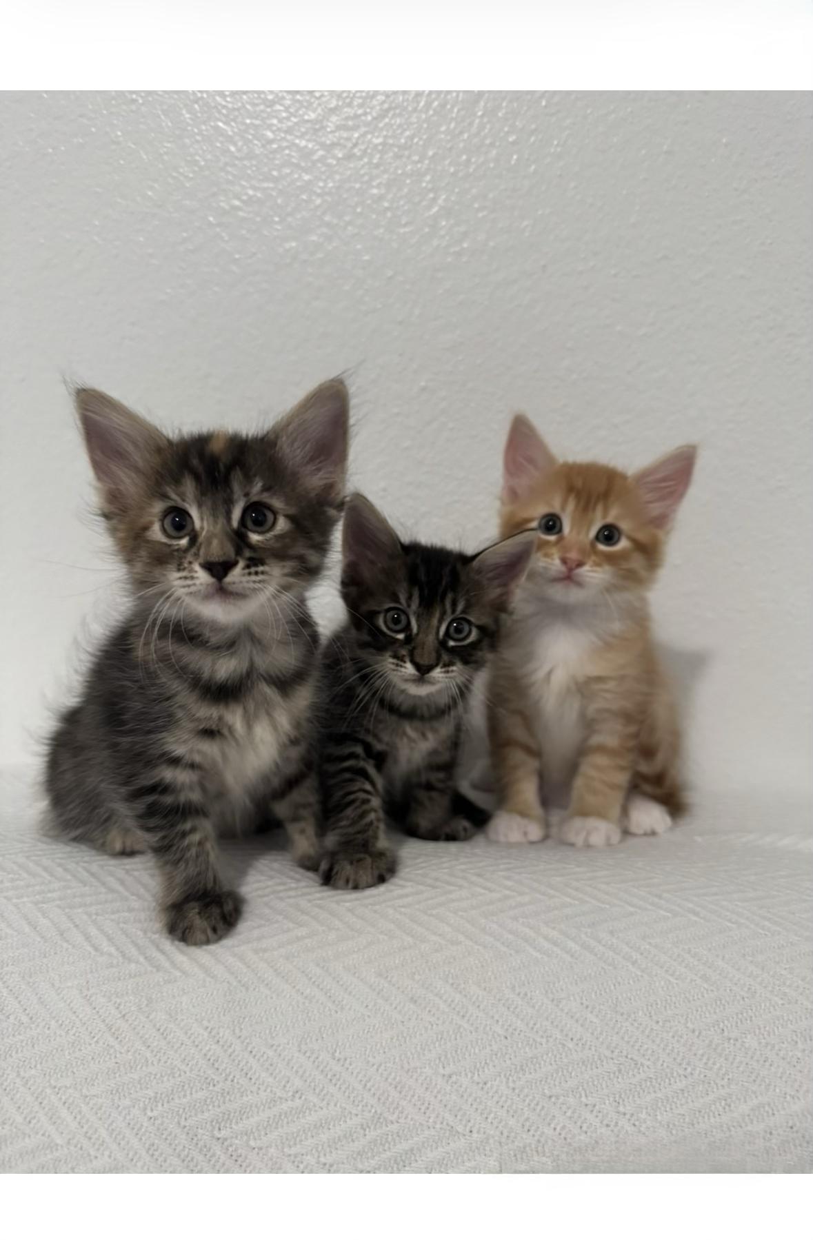You Pick 2 - Cap'n Crunch, Lucky Charm, and Cocoa Puff, Adoptable, Kitten Female Domestic Short Hair.