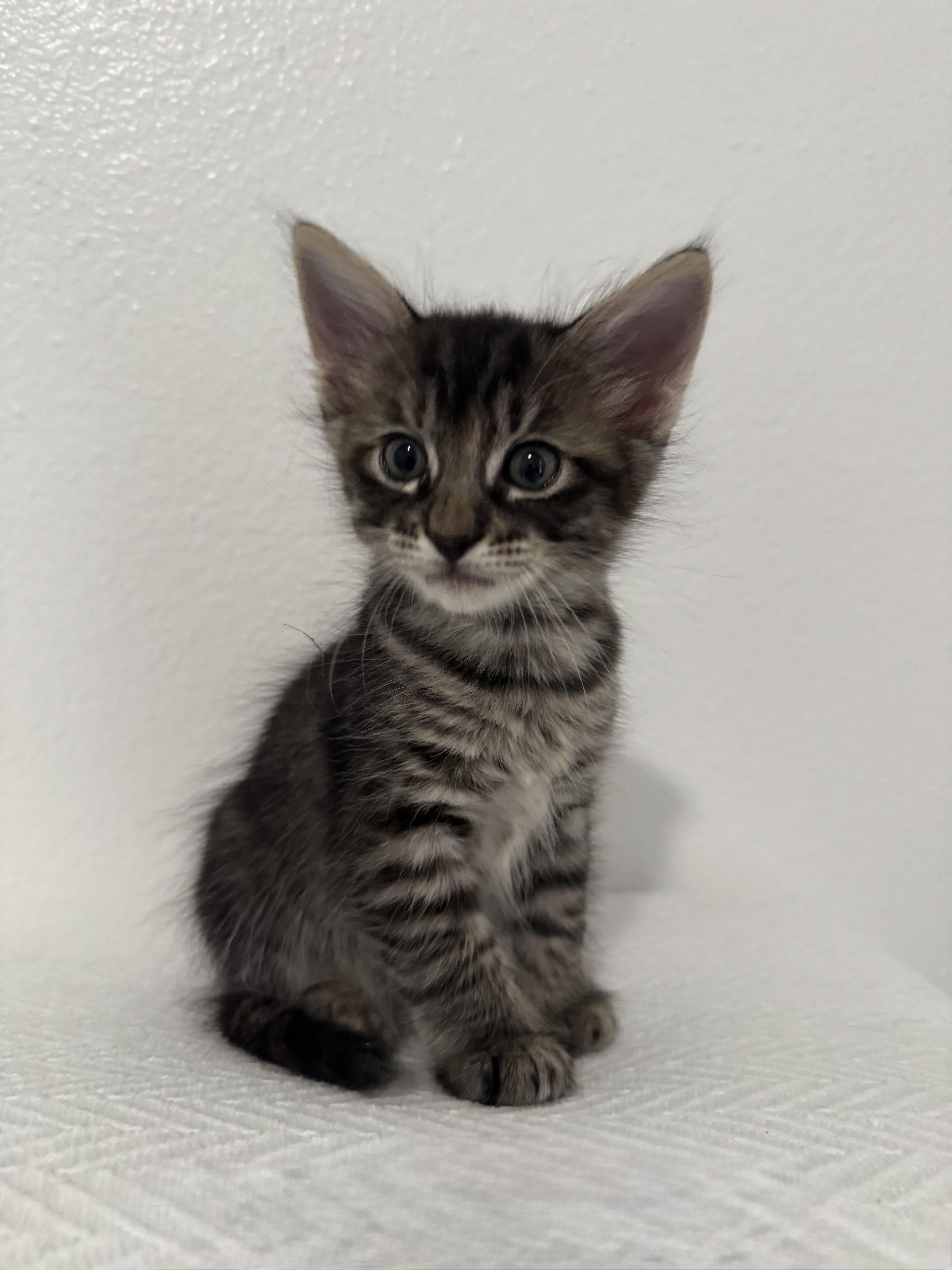 Enlarge You Pick 2 - Cap'n Crunch, Lucky Charm, and Cocoa Puff, a Adoptable Domestic Short Hair in New Orleans, LA image 6/6