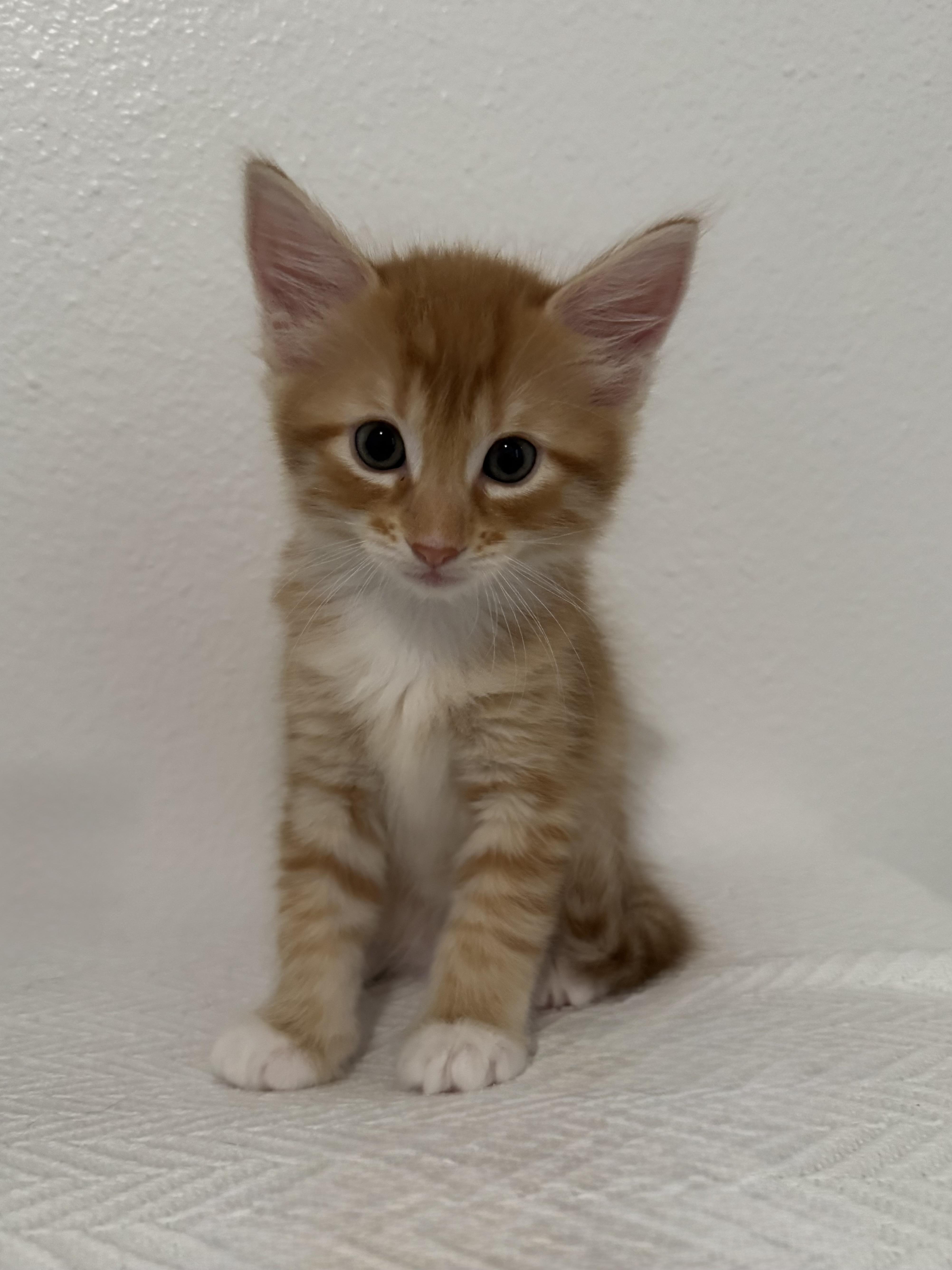 Enlarge You Pick 2 - Cap'n Crunch, Lucky Charm, and Cocoa Puff, a Adoptable Domestic Short Hair in New Orleans, LA image 5/6