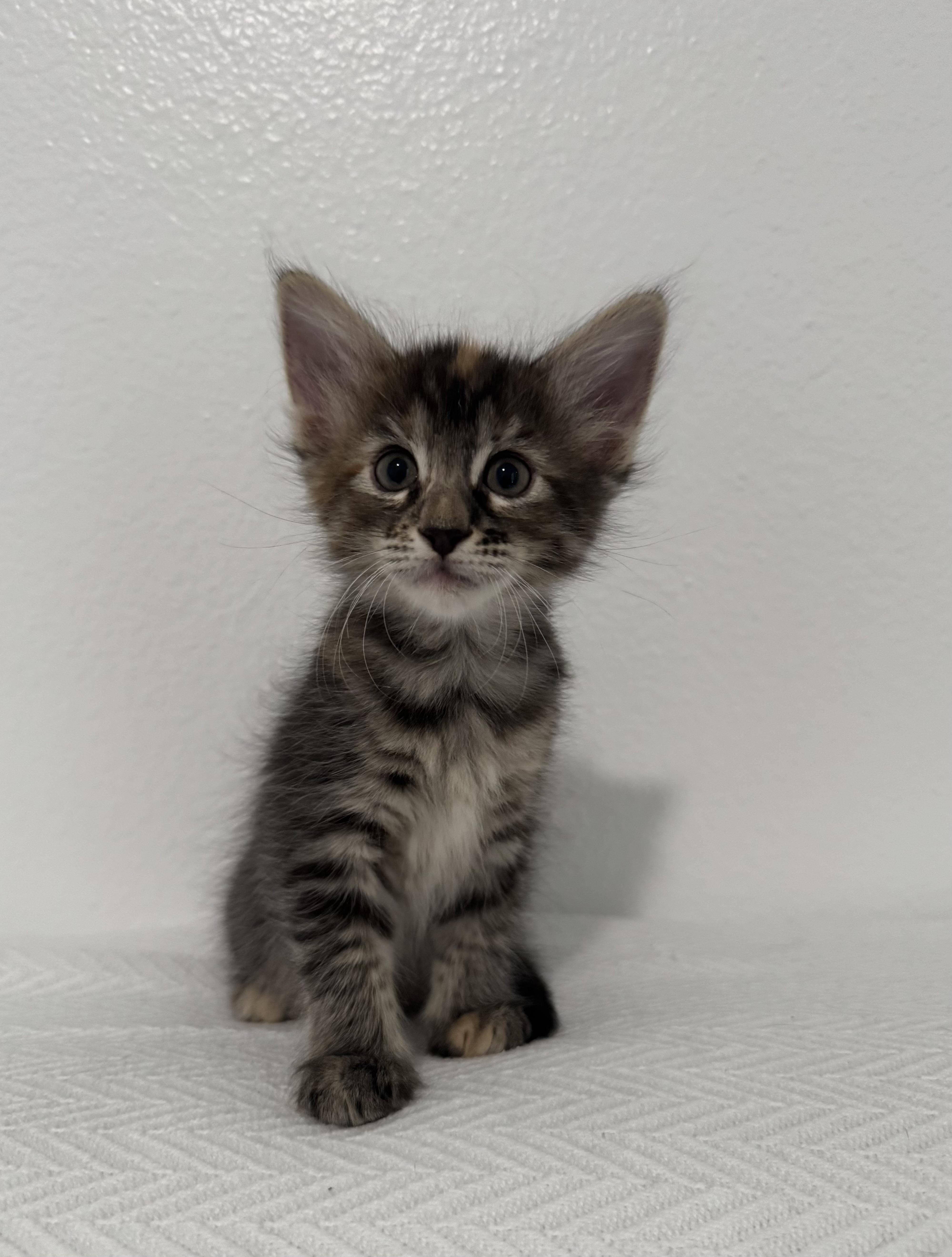 Enlarge You Pick 2 - Cap'n Crunch, Lucky Charm, and Cocoa Puff, a Adoptable Domestic Short Hair in New Orleans, LA image 4/6