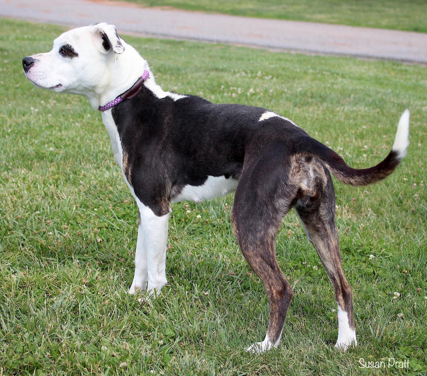 Enlarge Stormie, a ADOPTABLE mixed breed in Bedford, VA image 3/3
