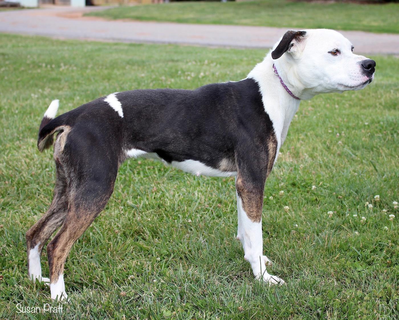 Enlarge Stormie, a ADOPTABLE mixed breed in Bedford, VA image 2/3