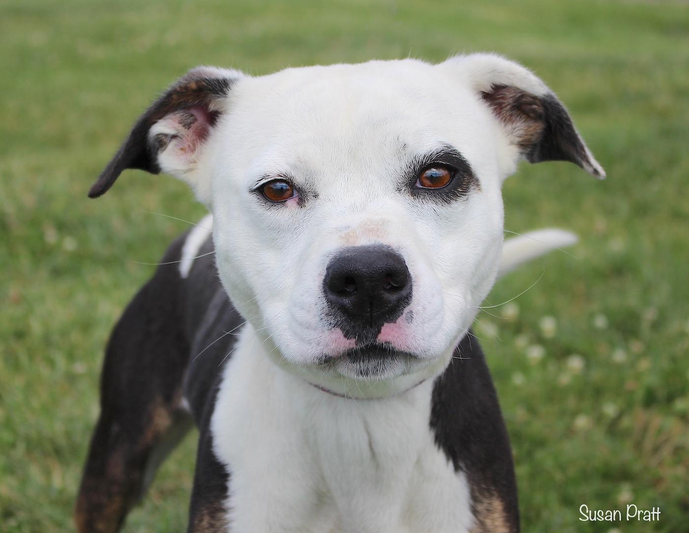 Stormie, ADOPTABLE, Adult Female Pit Bull Terrier.