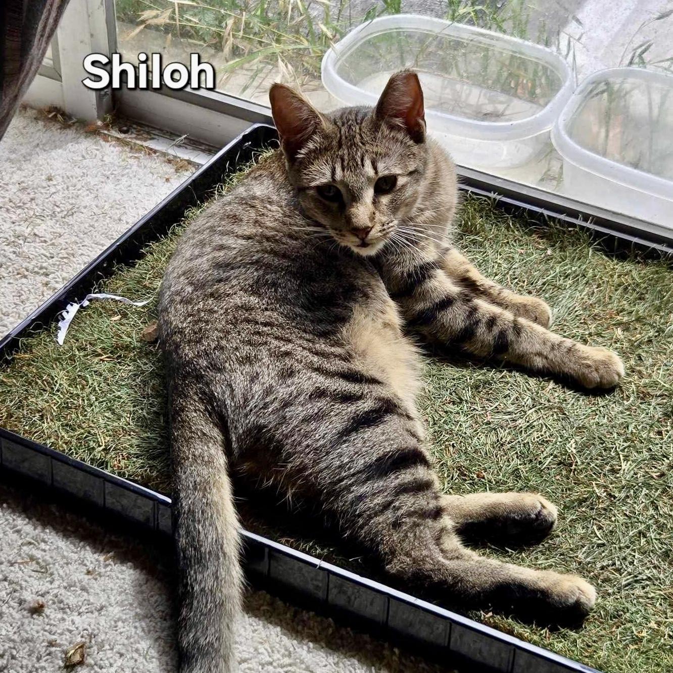 Shiloh, a Adoptable mixed breed in Tulsa, OK image 3/4