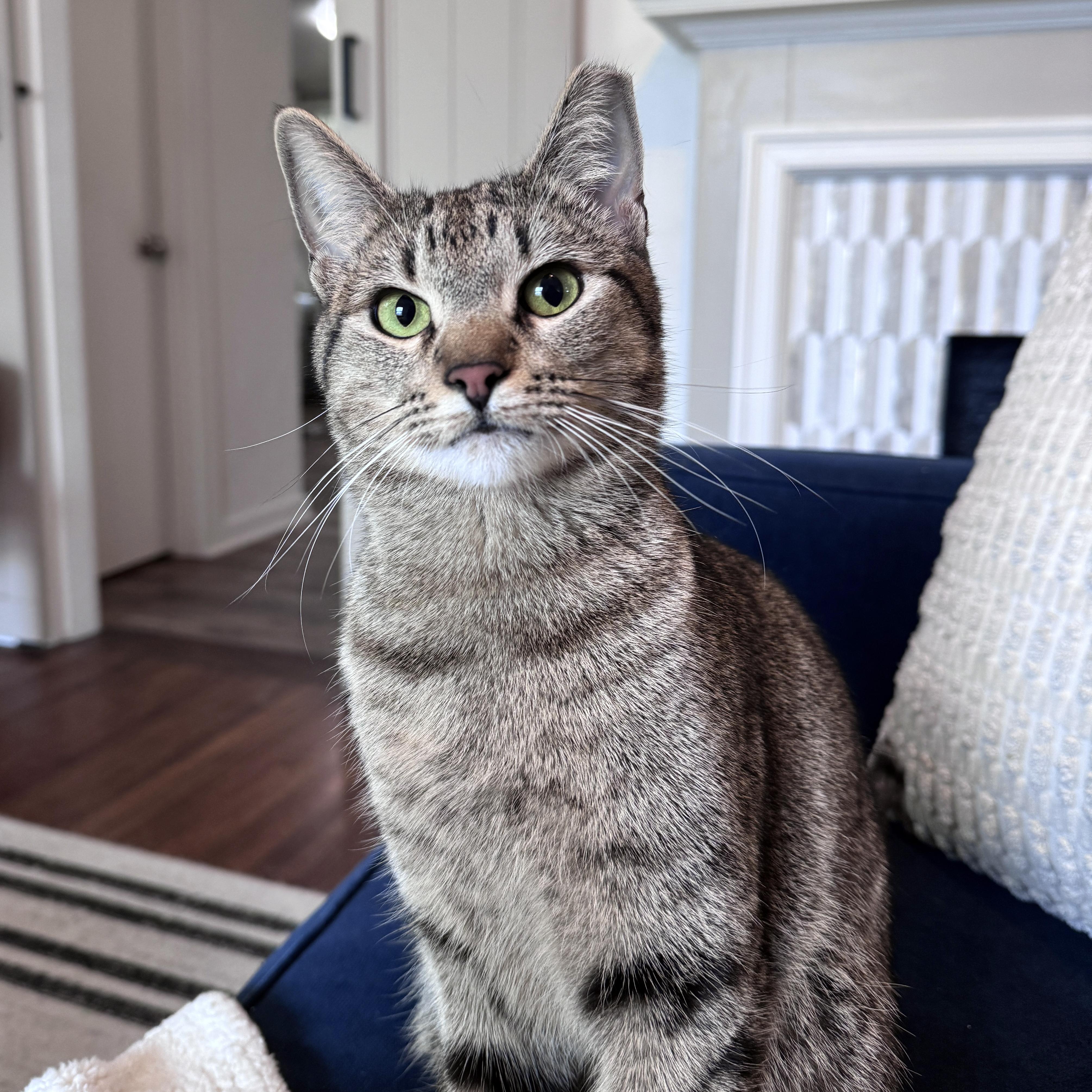 Shiloh, Adoptable, Young Female Tabby & Domestic Short Hair.