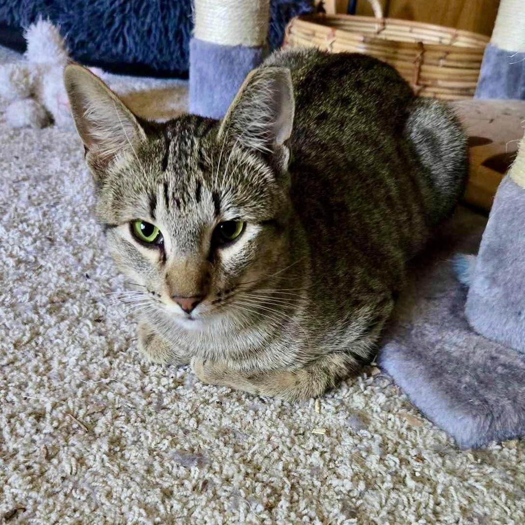 Shiloh, Young Female unknown