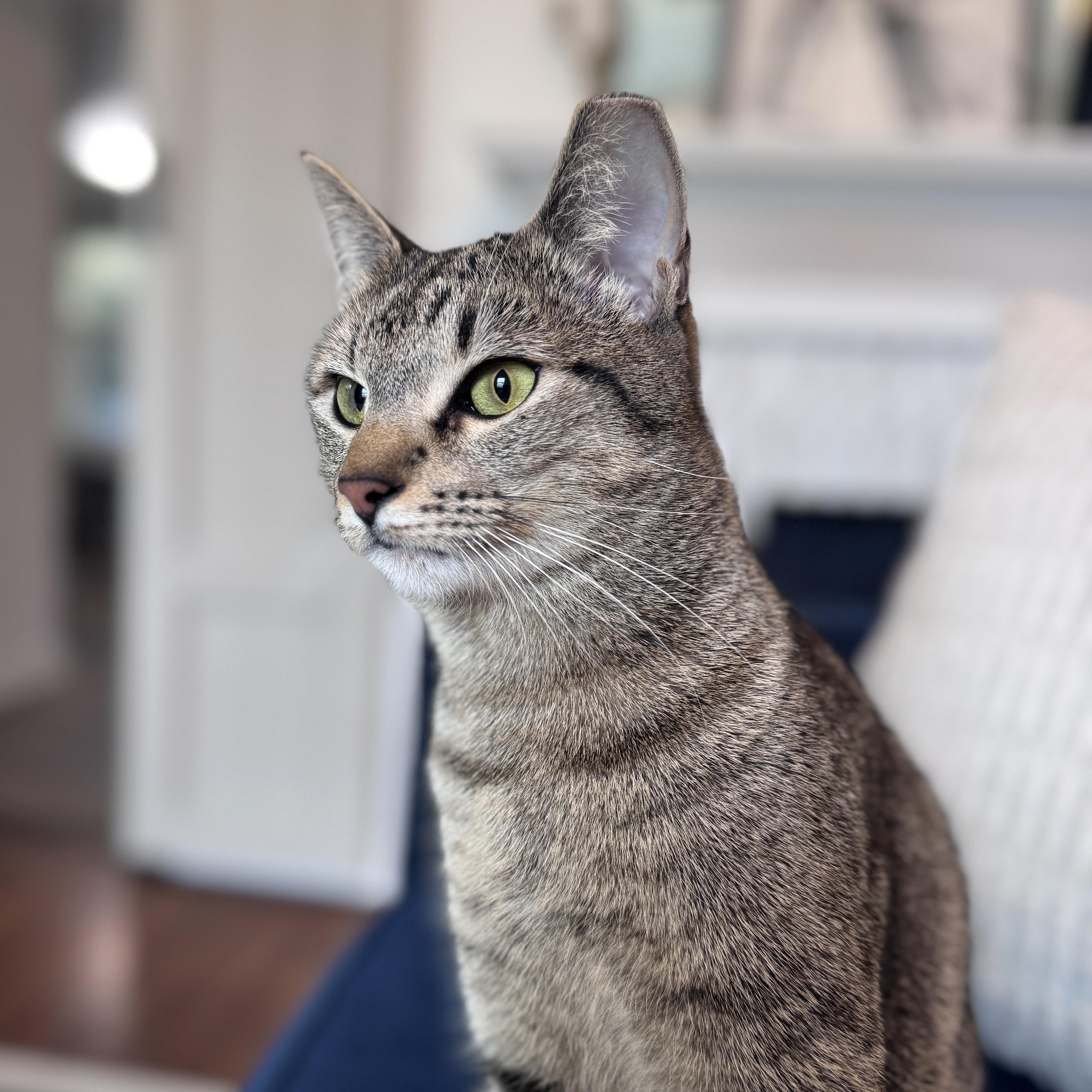 Enlarge Shiloh, a Adoptable mixed breed in Tulsa, OK image 2/2