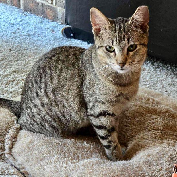 Shiloh, a Adoptable mixed breed in Tulsa, OK image 4/4