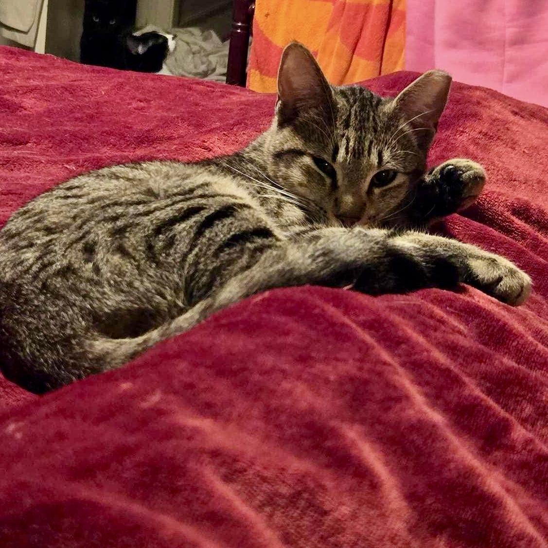 Shiloh, a Adoptable mixed breed in Tulsa, OK image 2/4