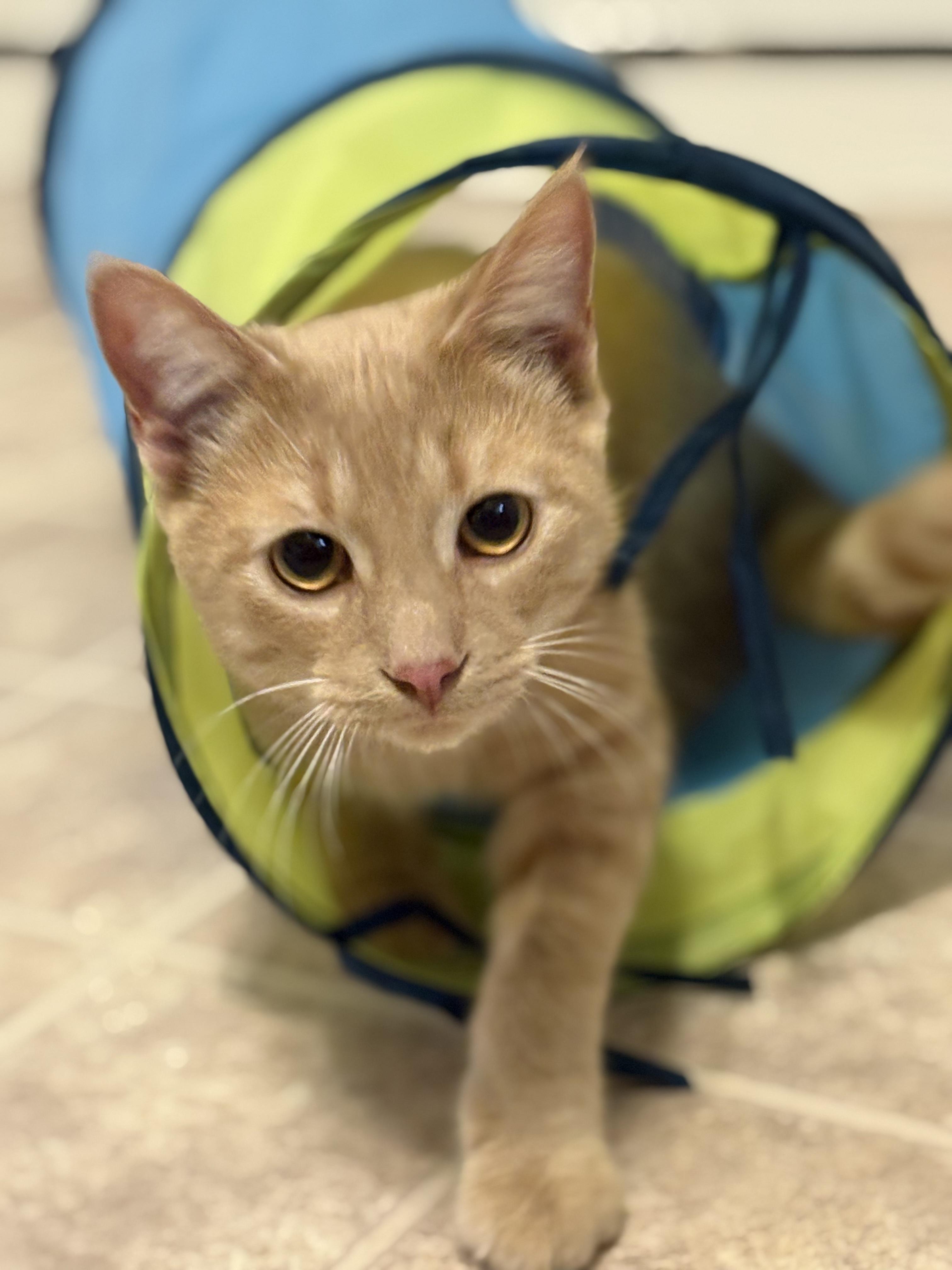 Scruffy, a Adopted Domestic Short Hair in East Garafraxa, ON image 1/4